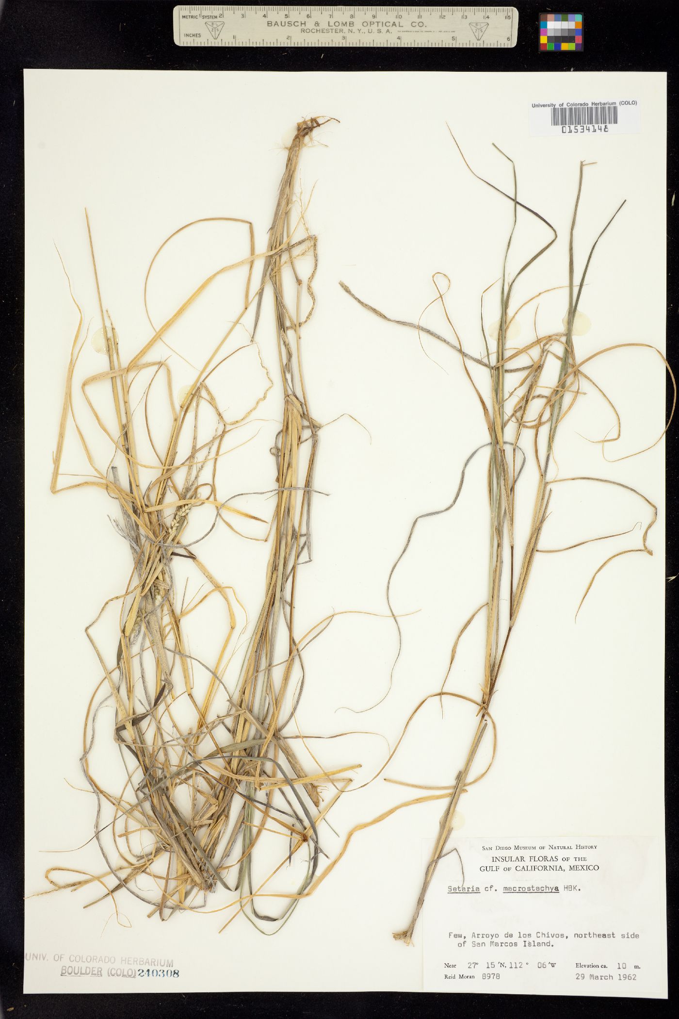 Setaria leucopila image