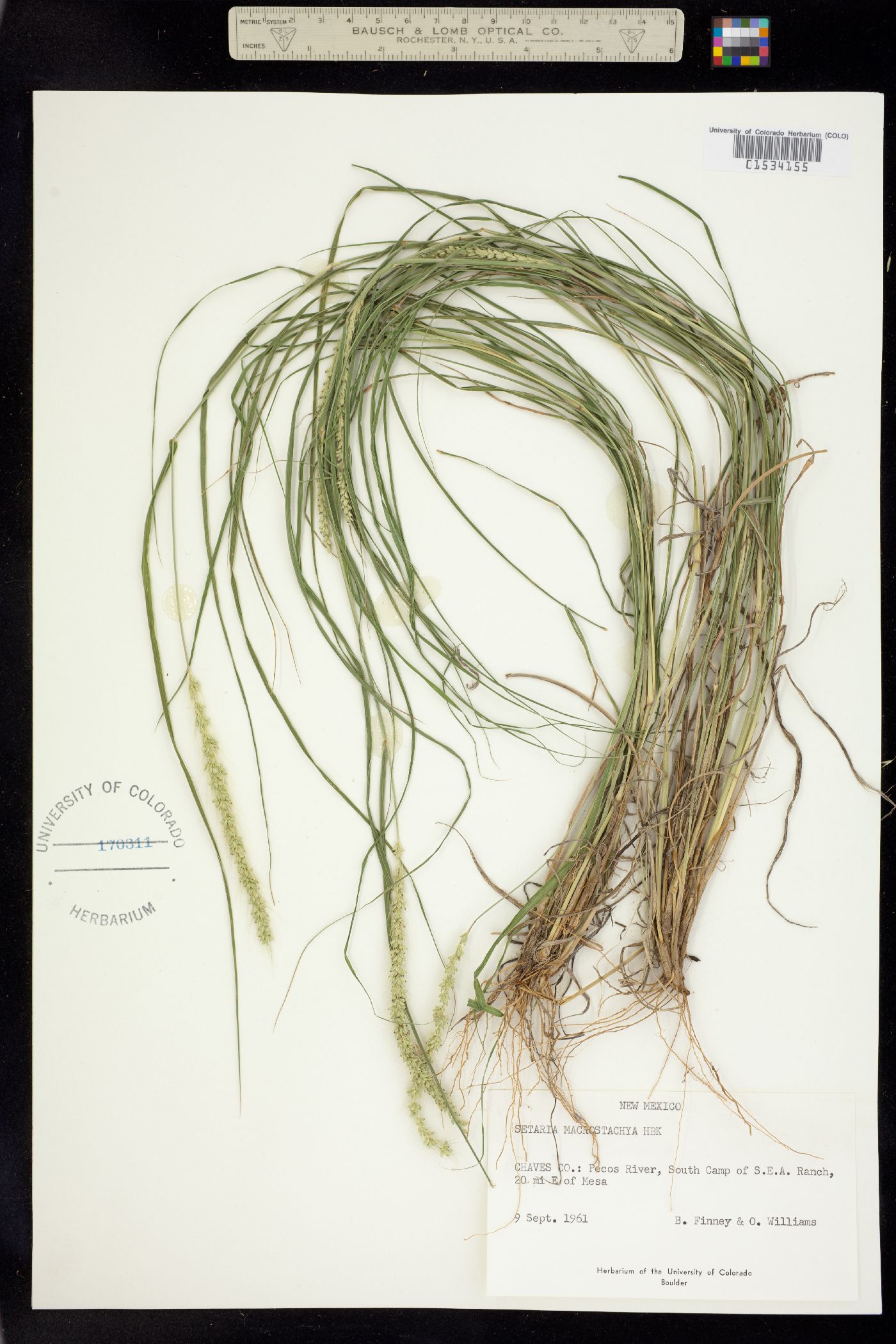 Setaria leucopila image