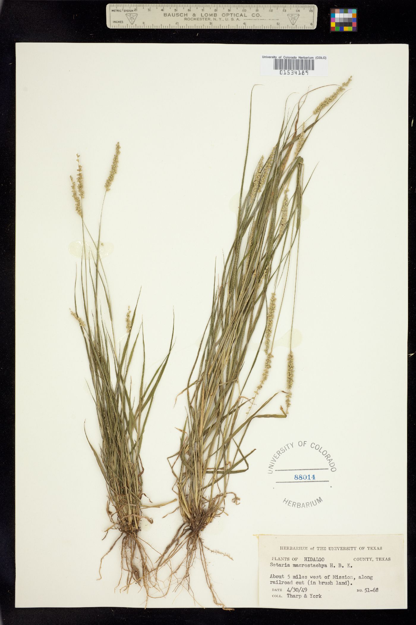 Setaria leucopila image