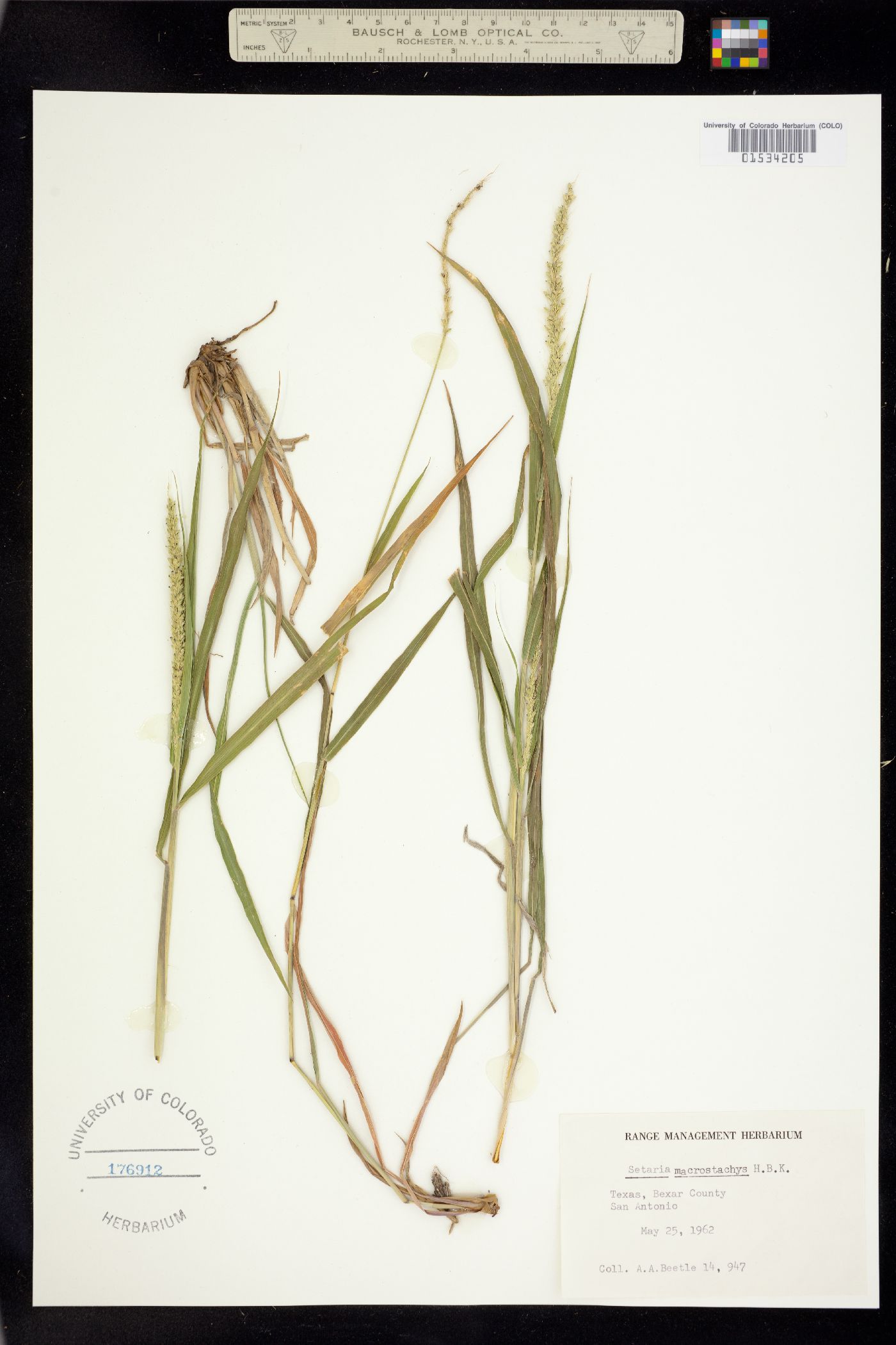 Setaria leucopila image