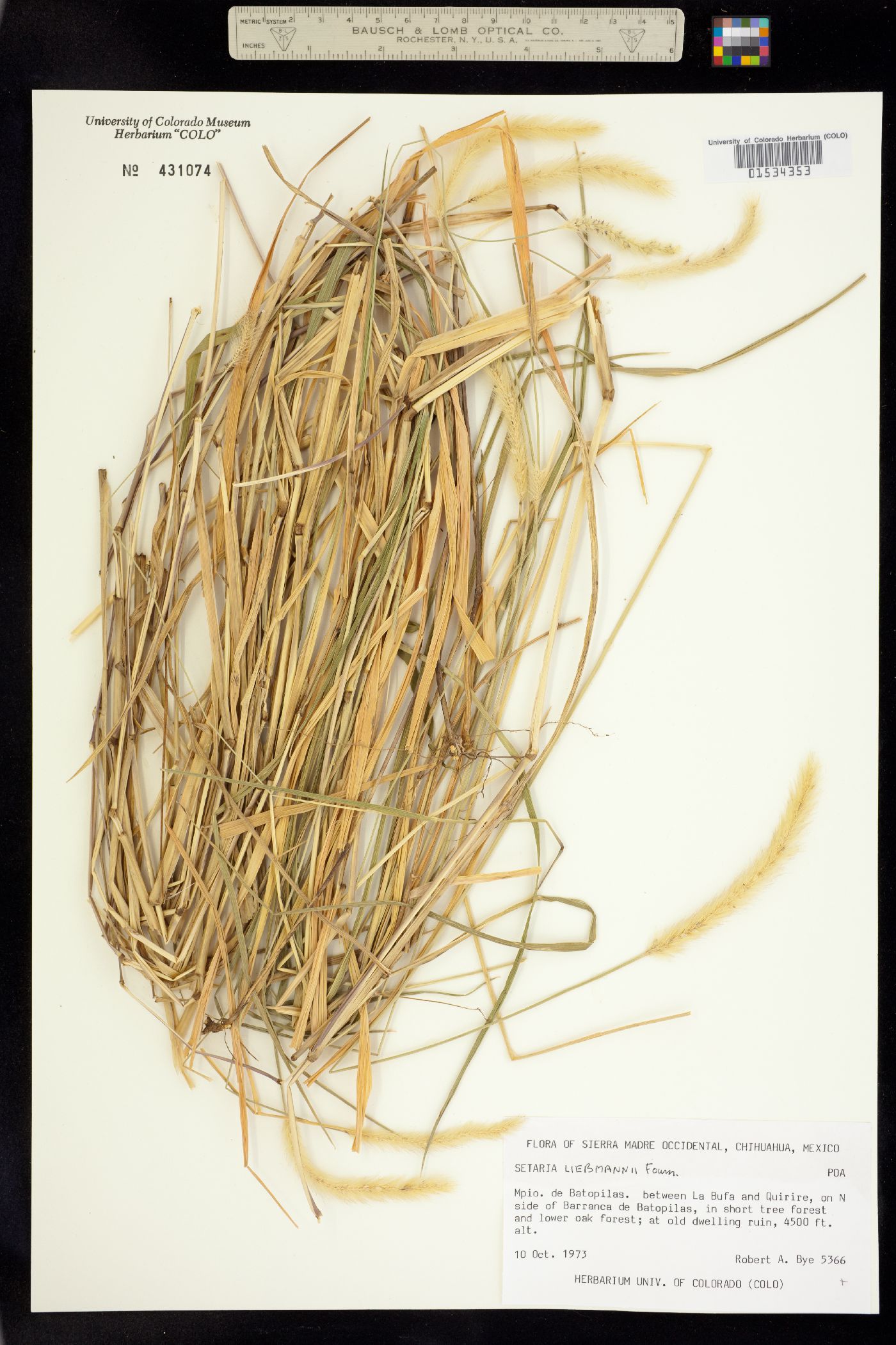 Setaria liebmannii image