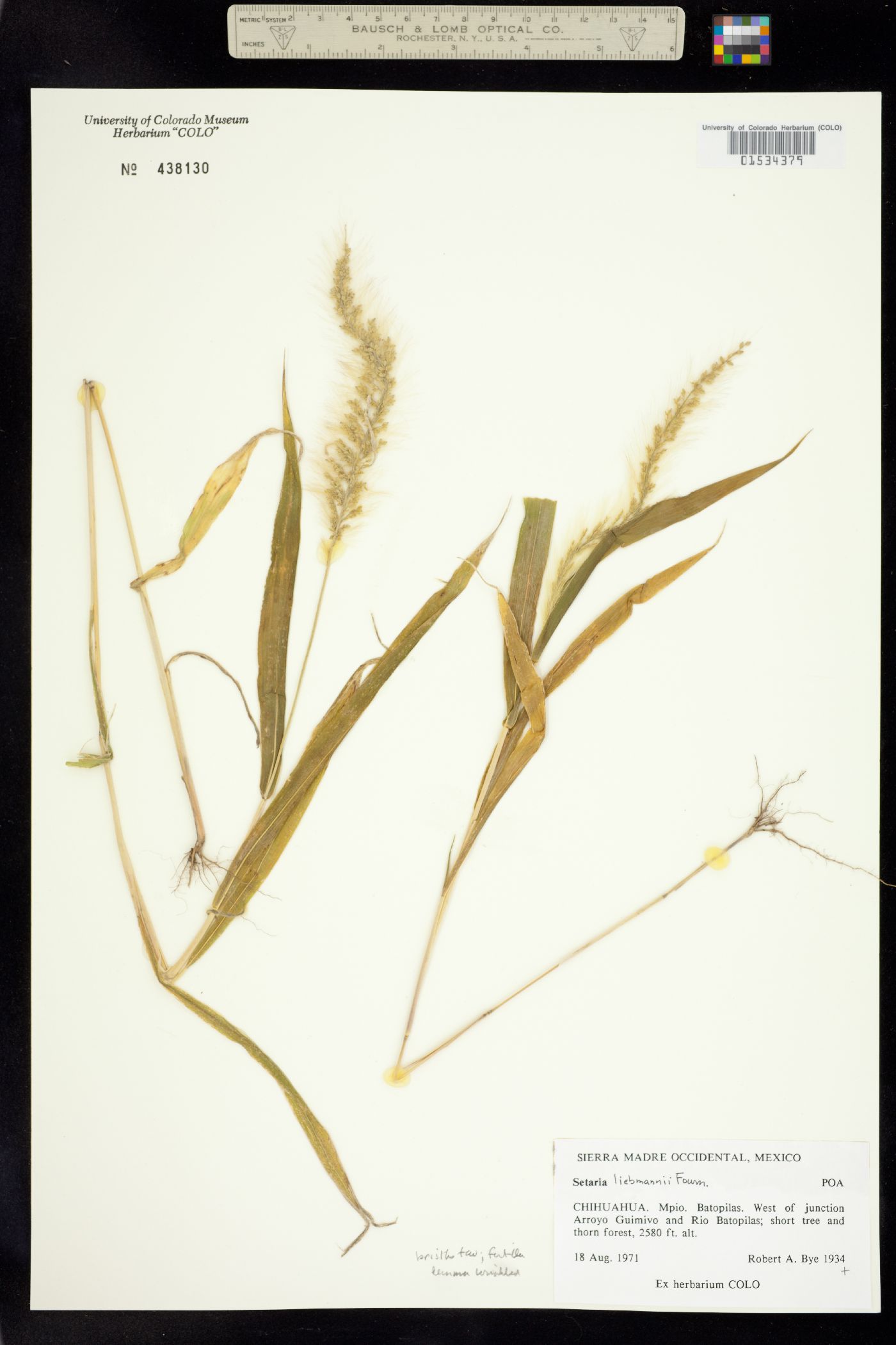 Setaria liebmannii image