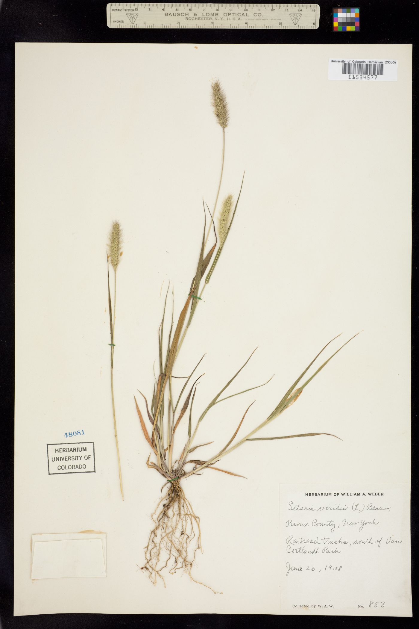 Setaria viridis image