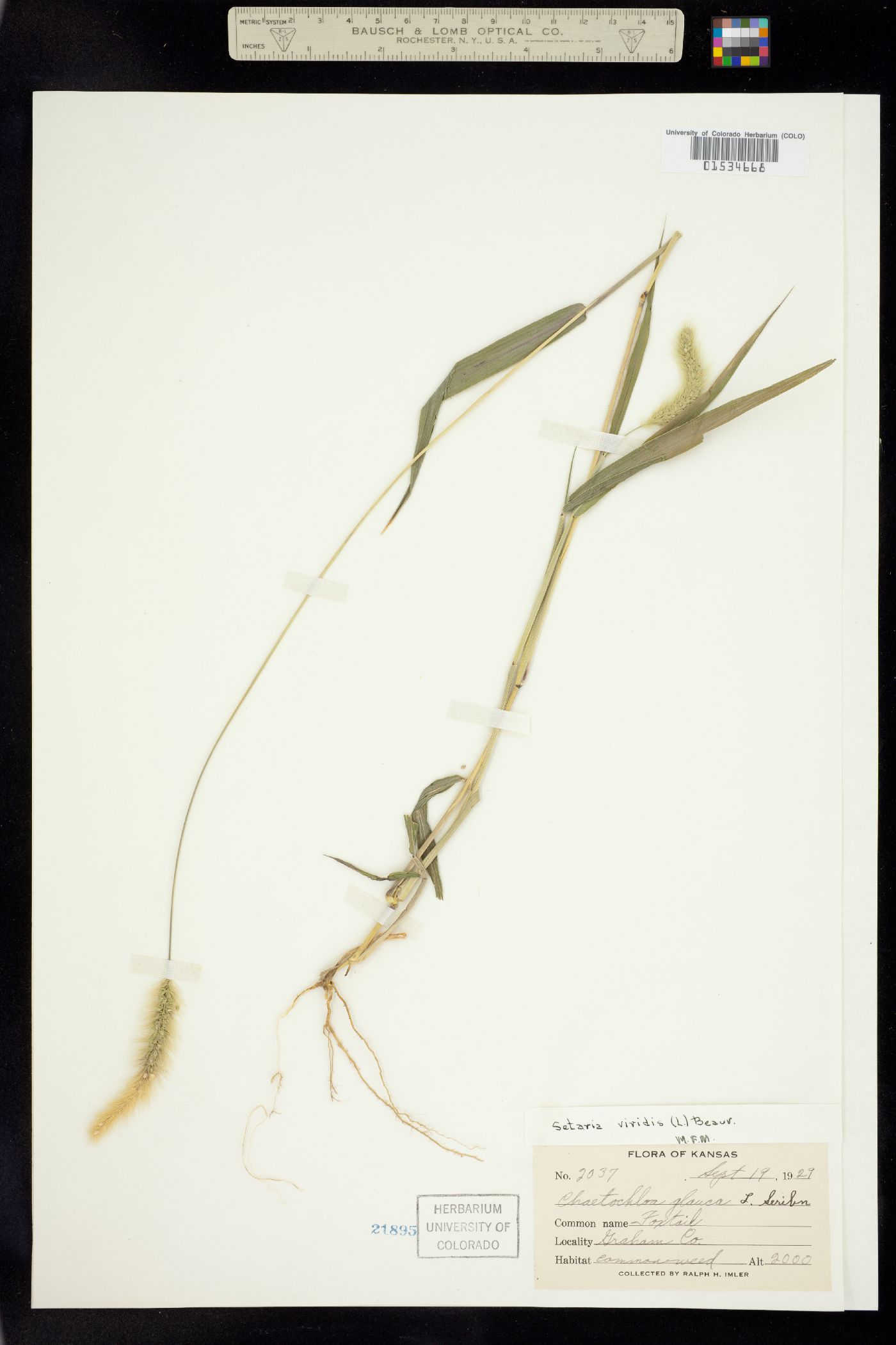 Setaria viridis image