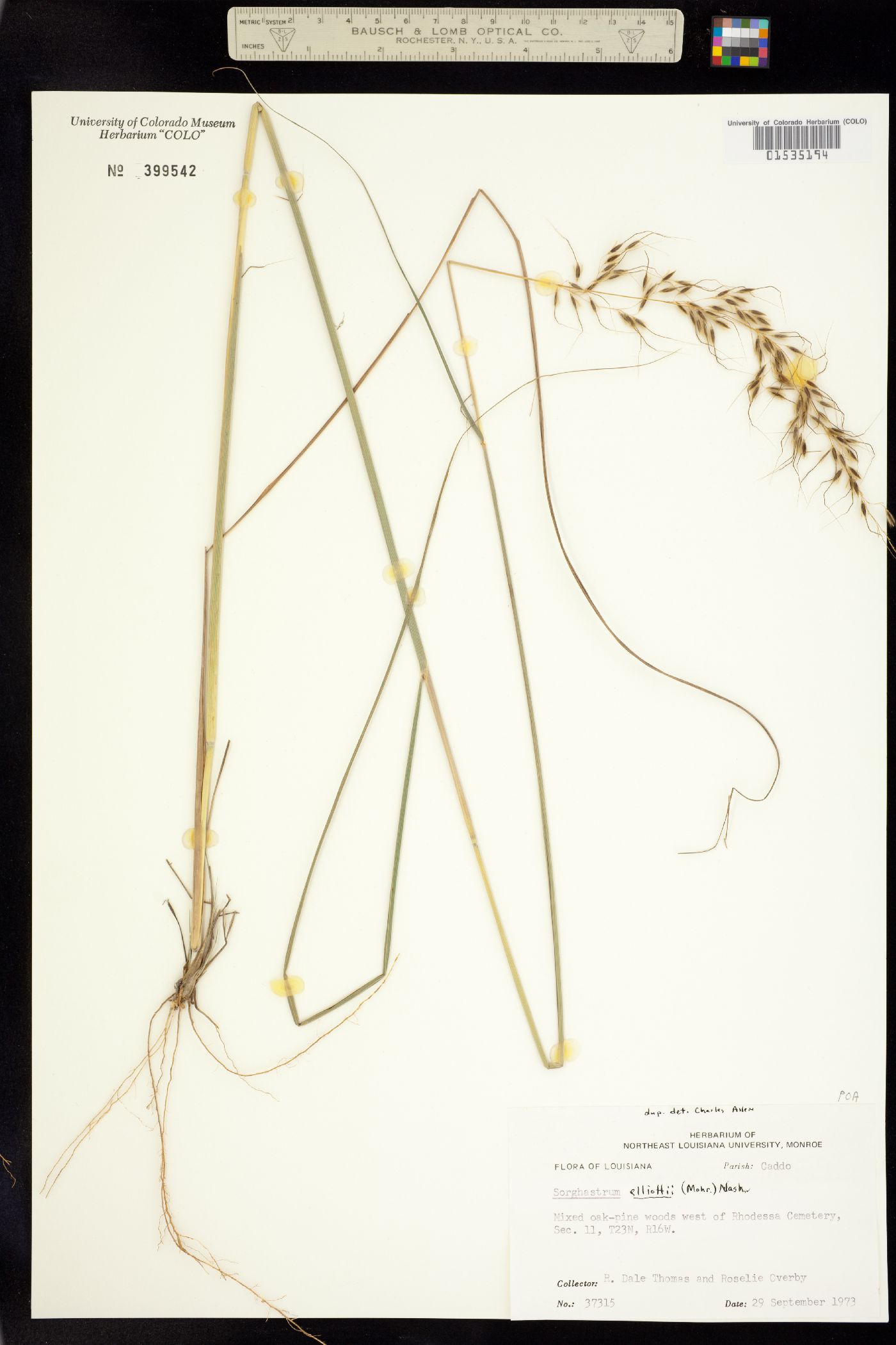 Sorghastrum elliottii image