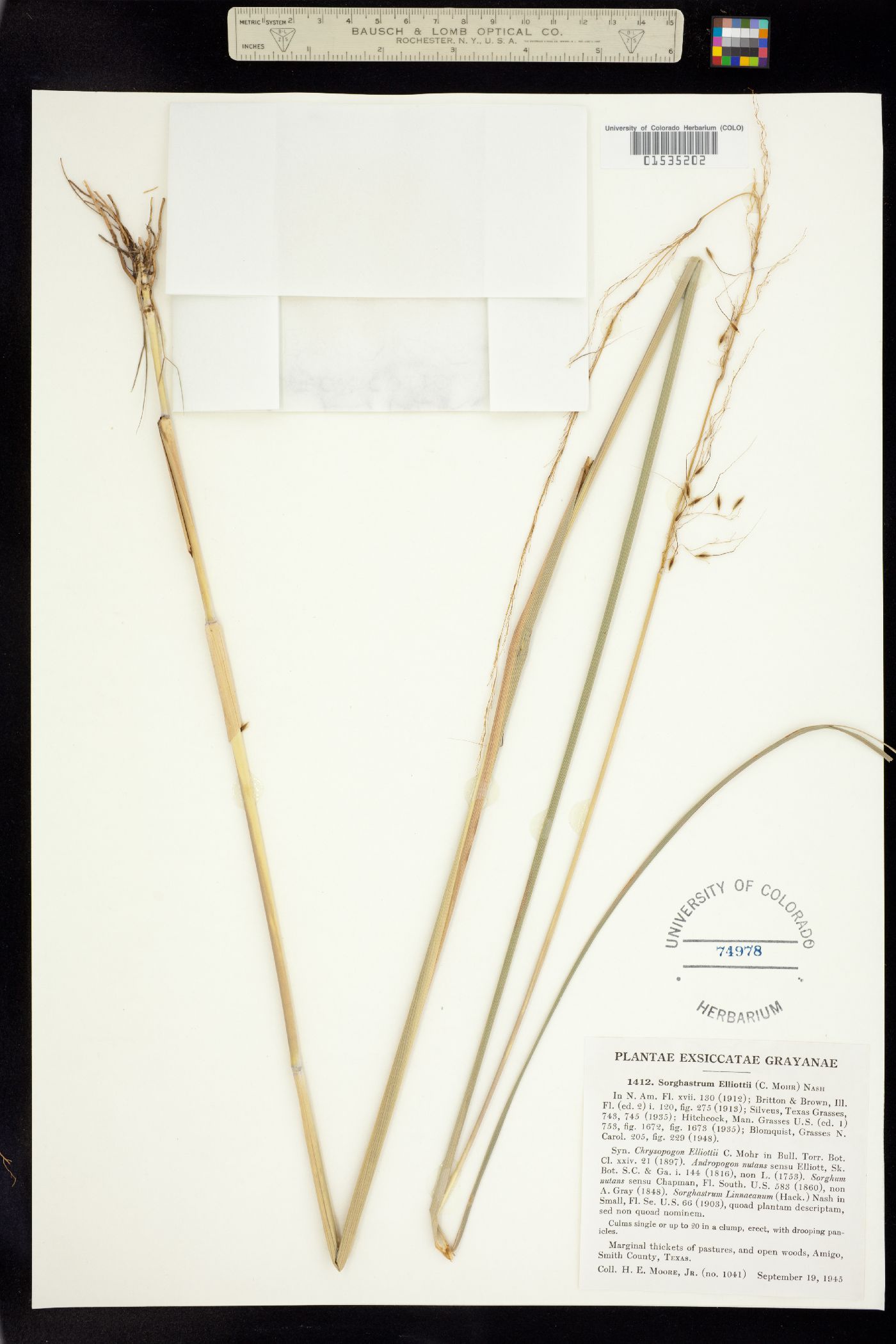 Sorghastrum elliottii image