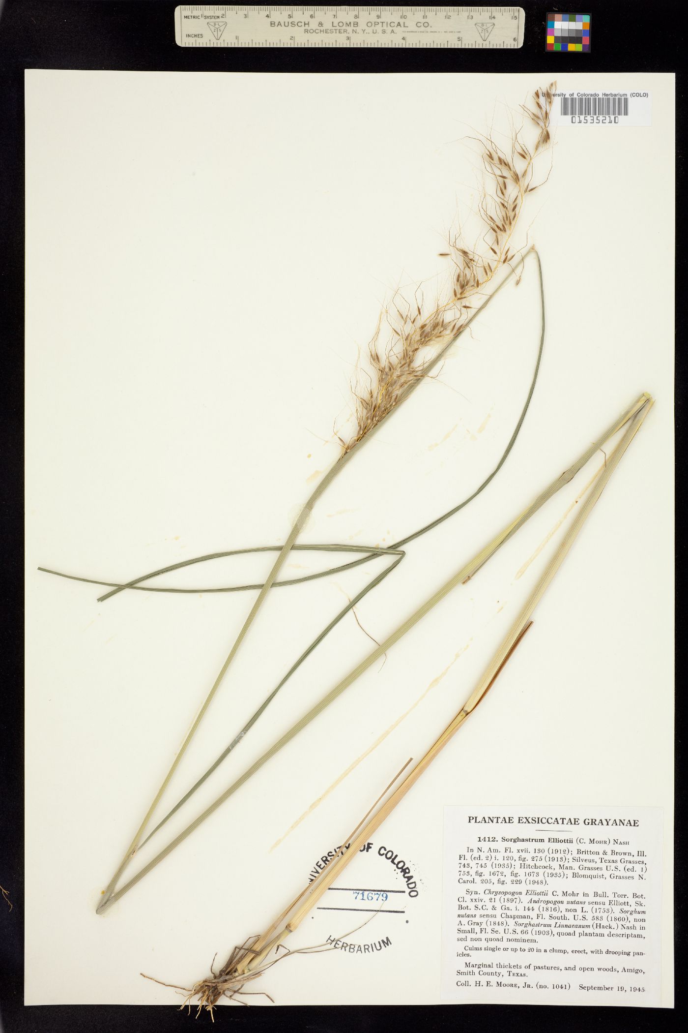 Sorghastrum elliottii image