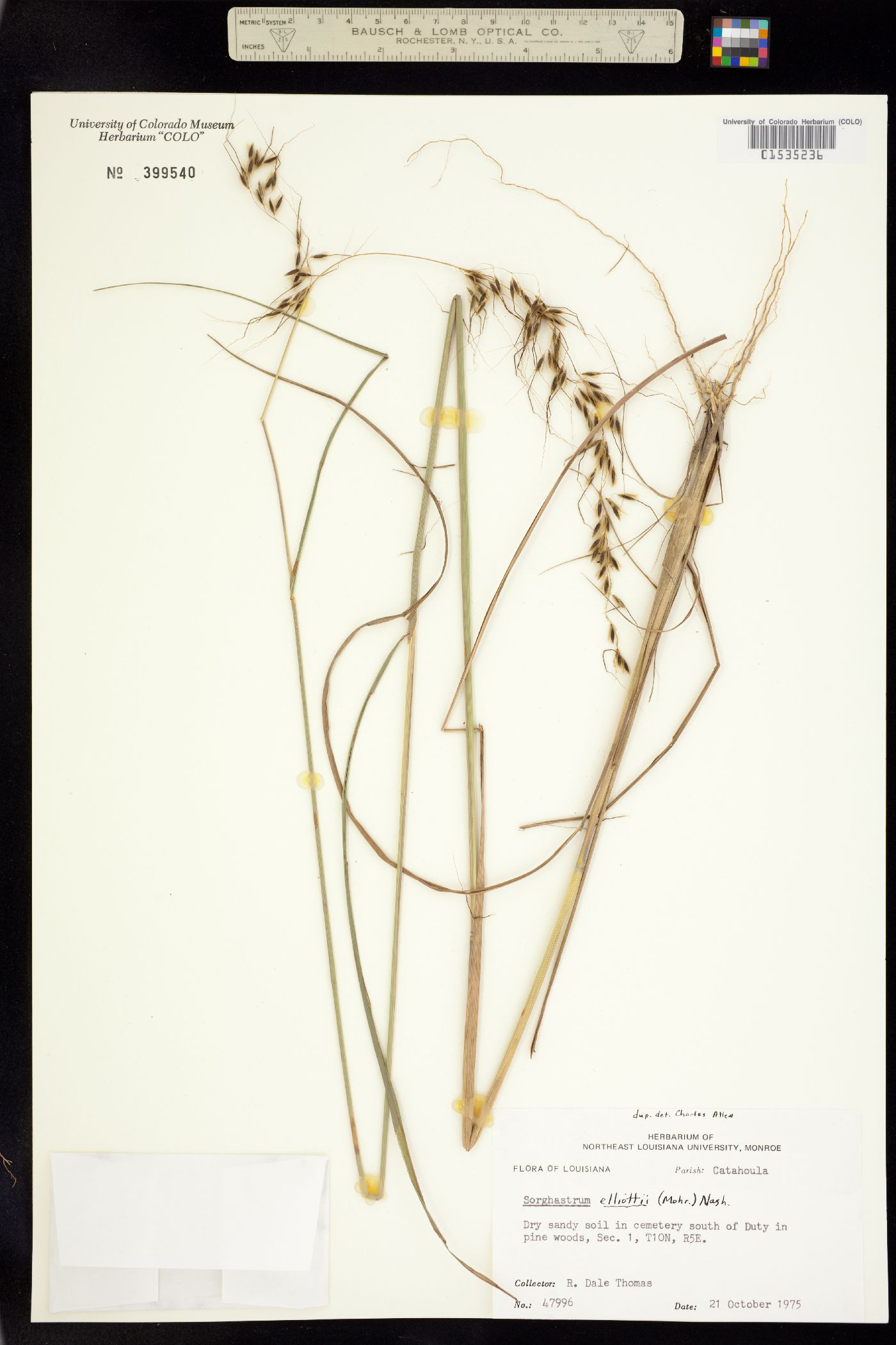 Sorghastrum elliottii image