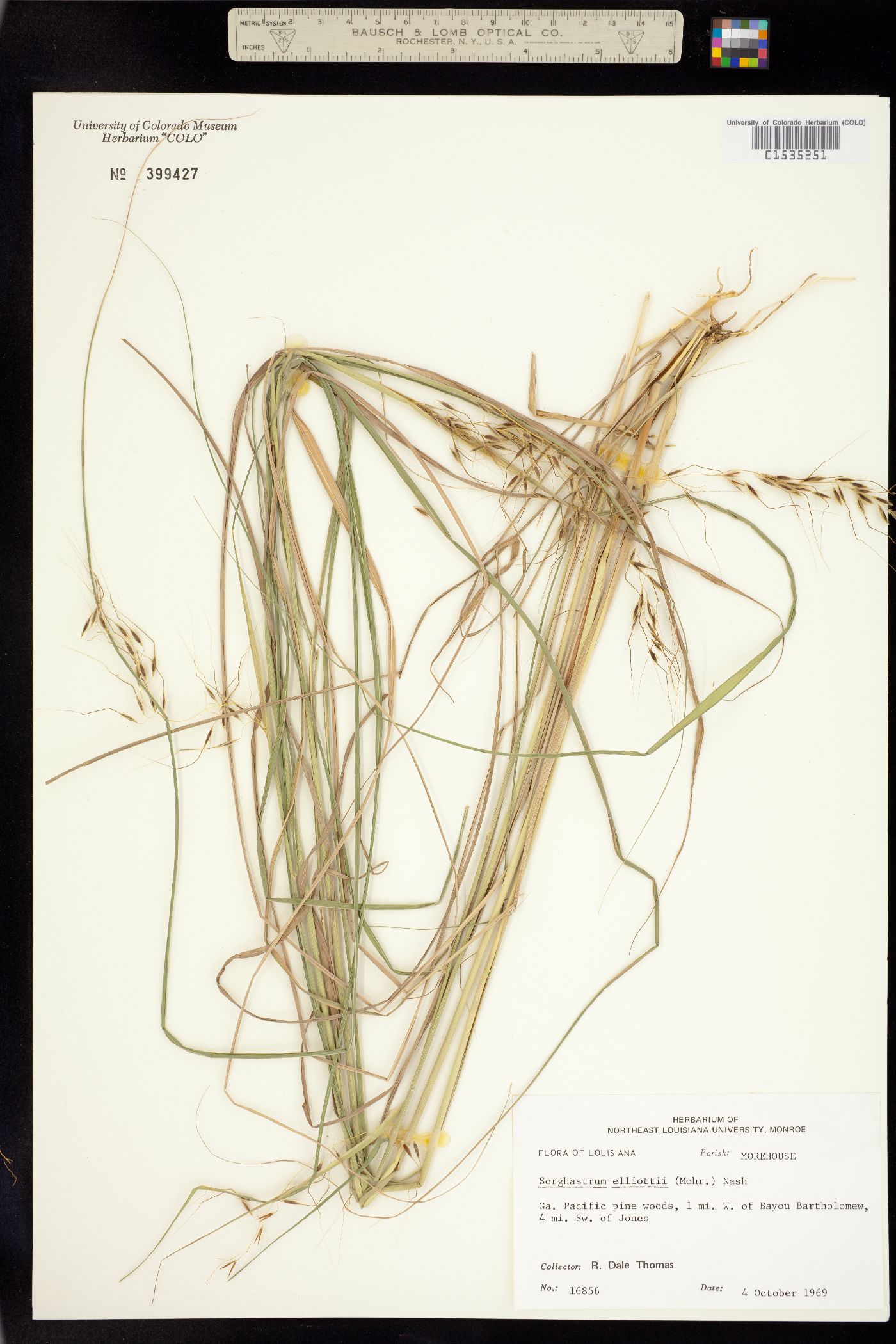 Sorghastrum elliottii image