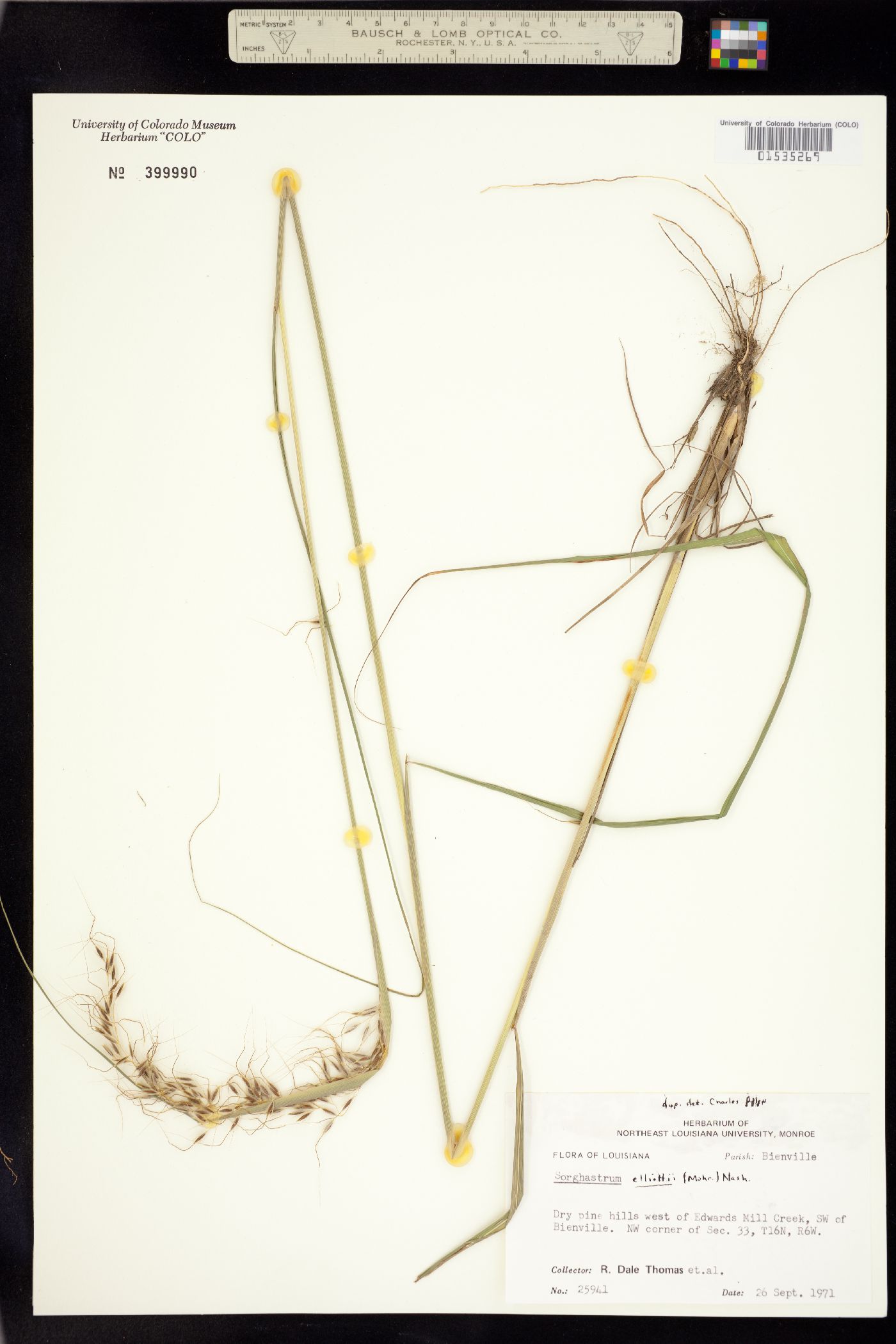 Sorghastrum elliottii image
