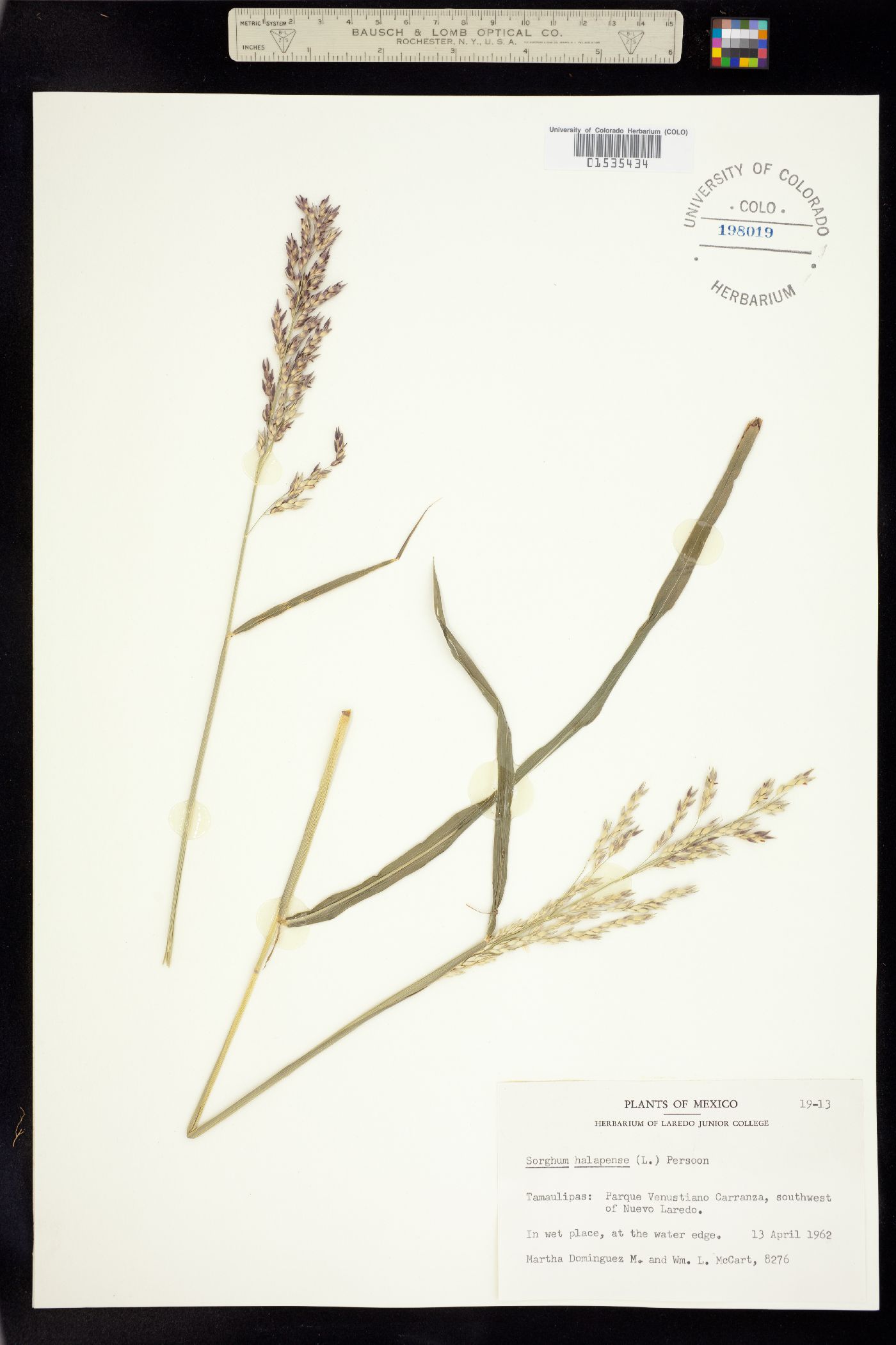 Sorghum halepense image