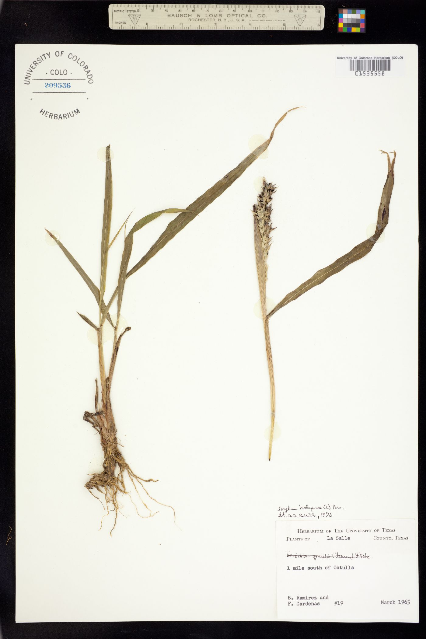 Sorghum halepense image