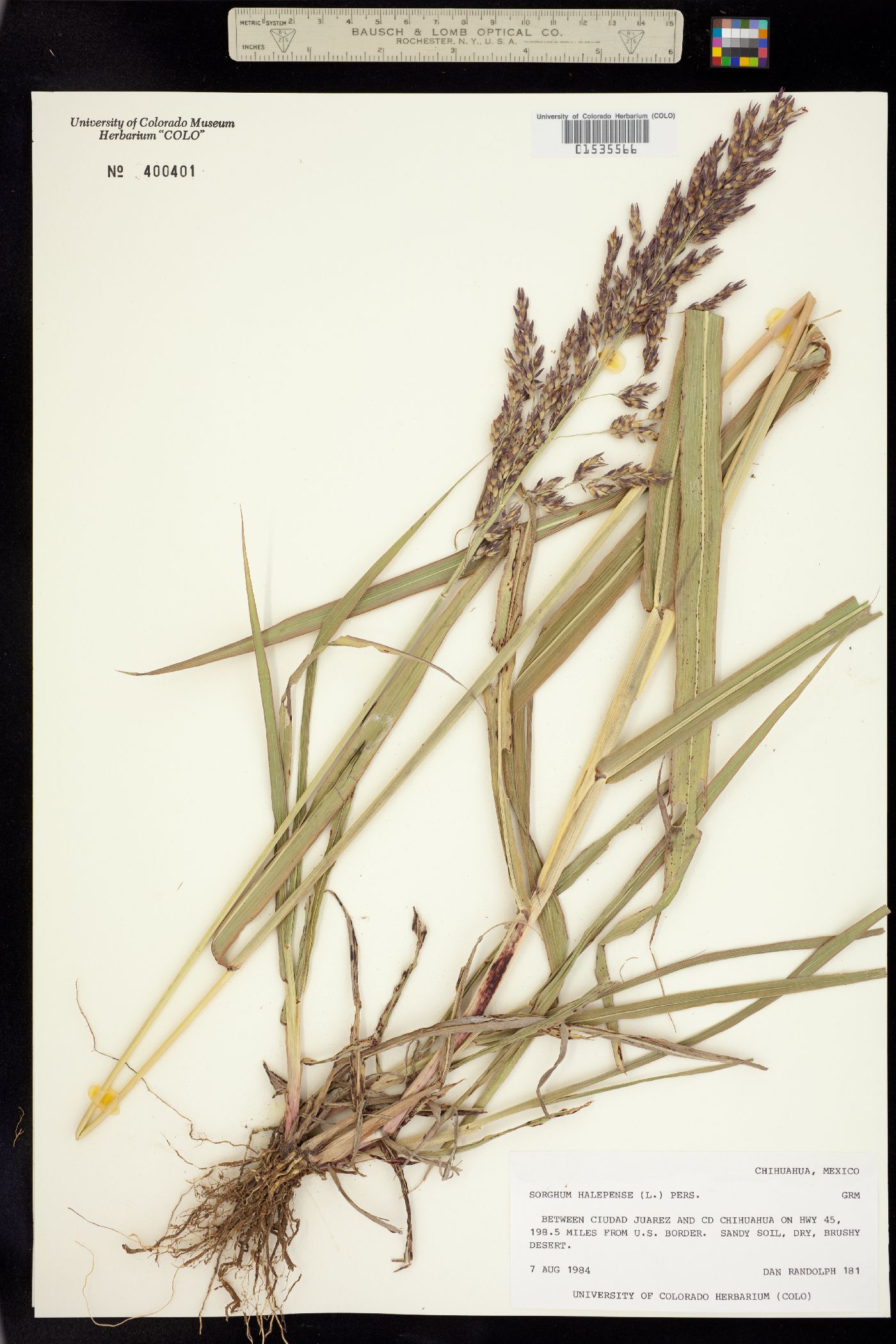 Sorghum halepense image