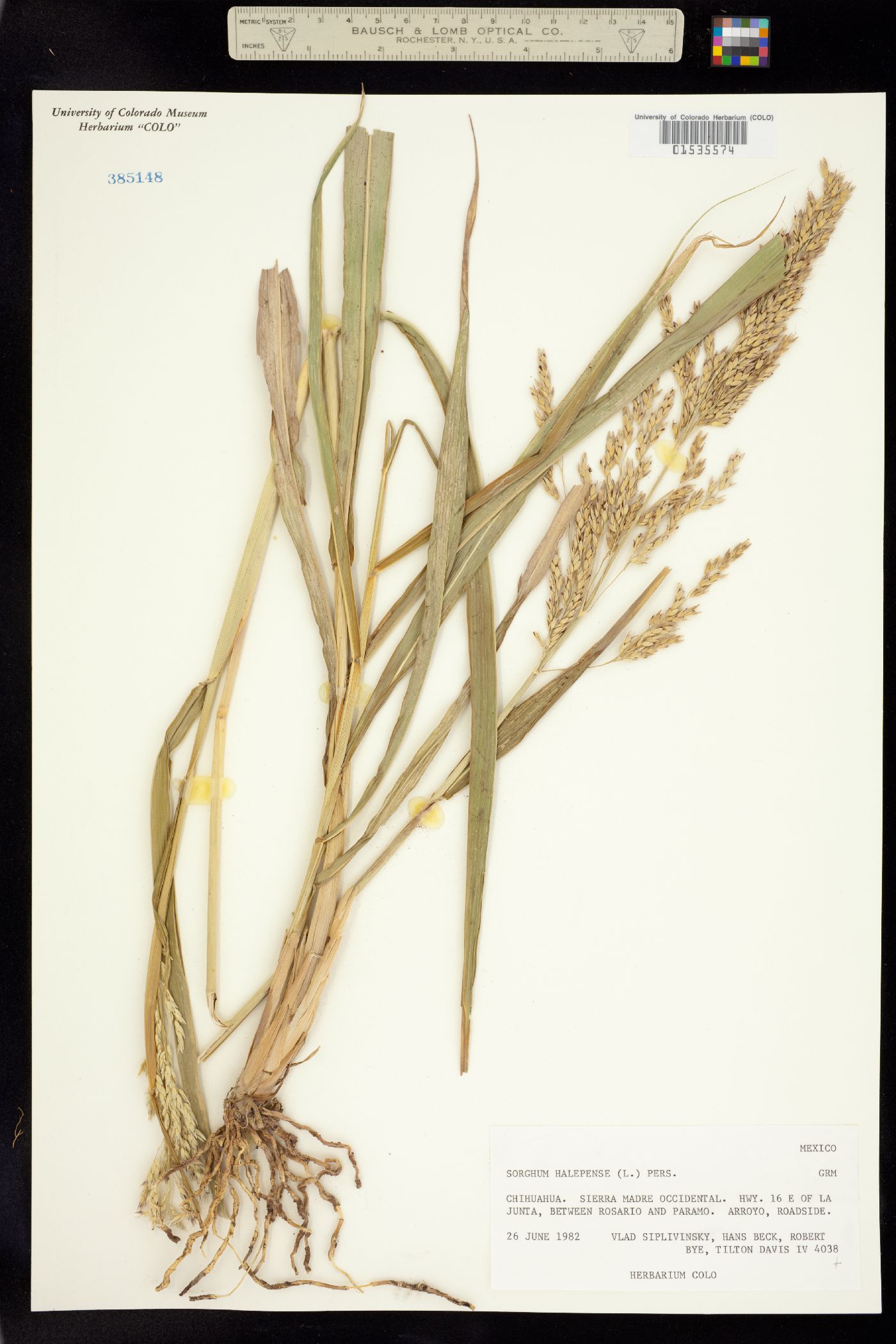 Sorghum halepense image