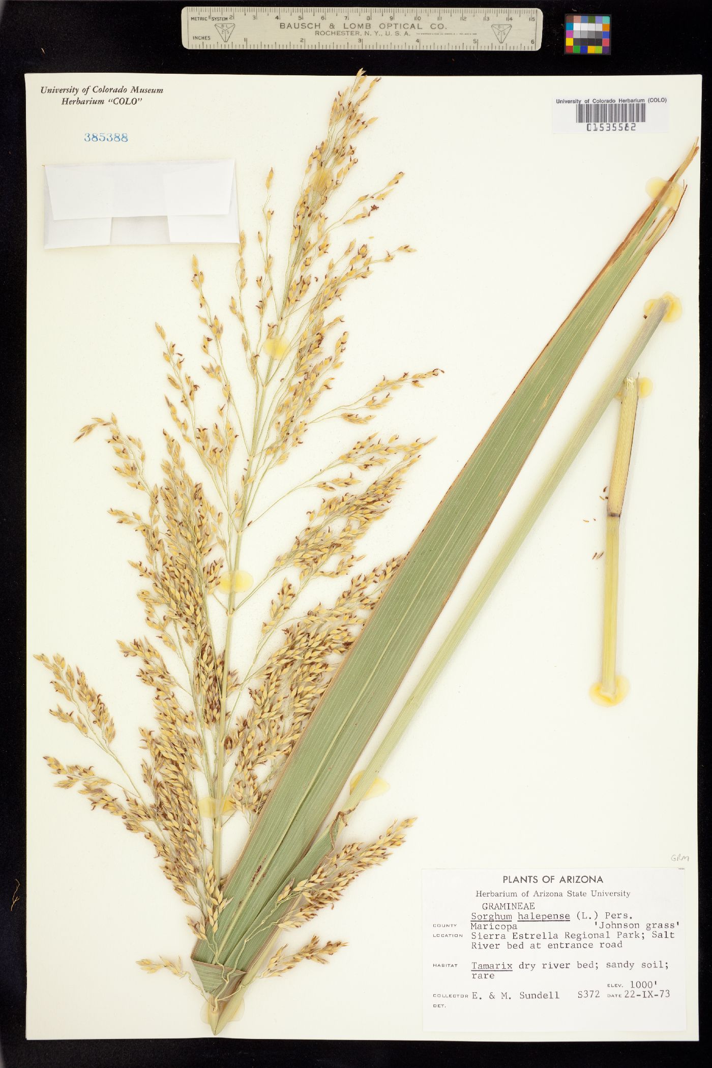 Sorghum halepense image