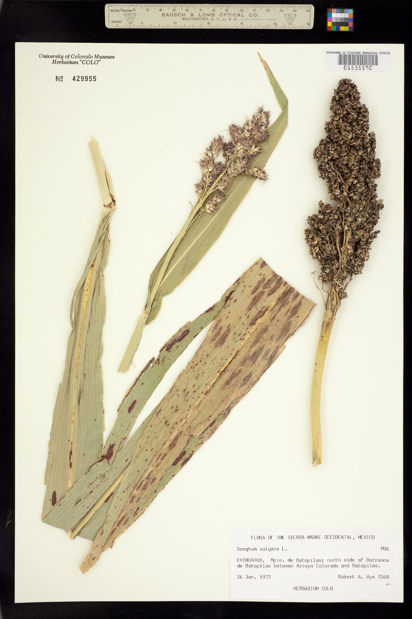 Sorghum bicolor image