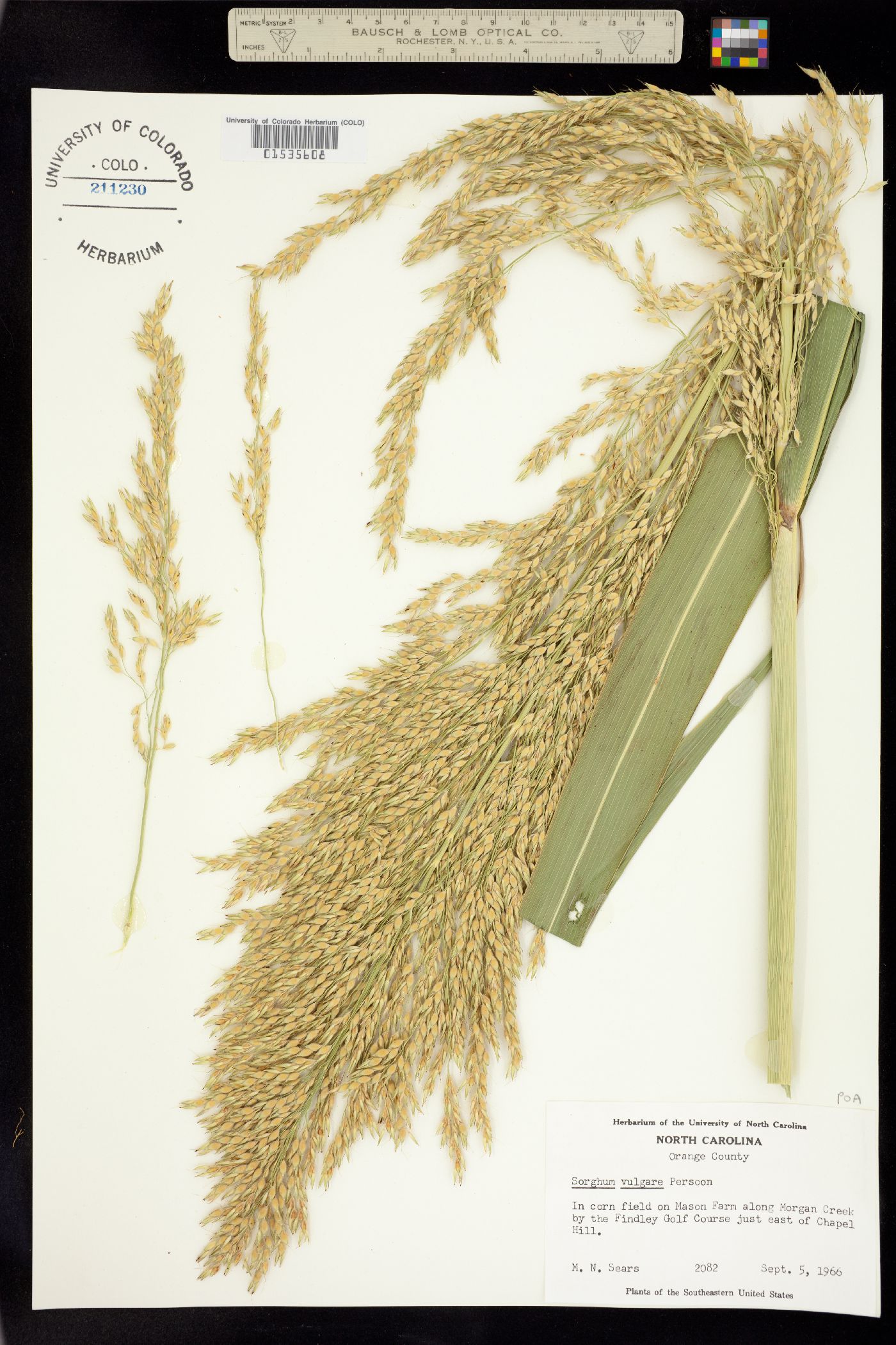 Sorghum bicolor image