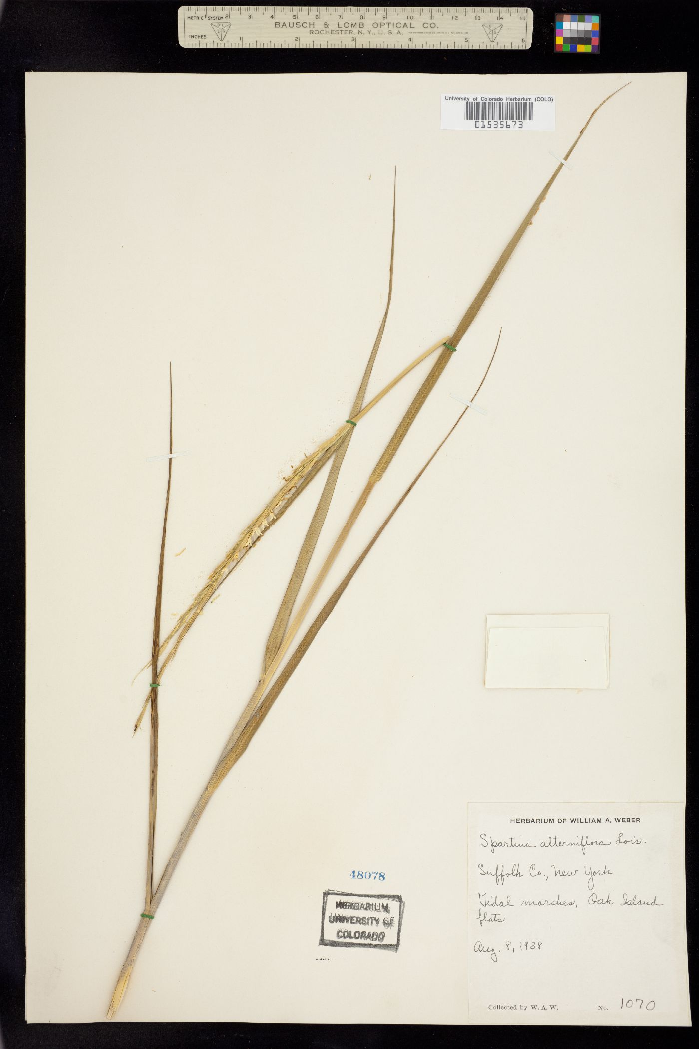 Spartina alterniflora image