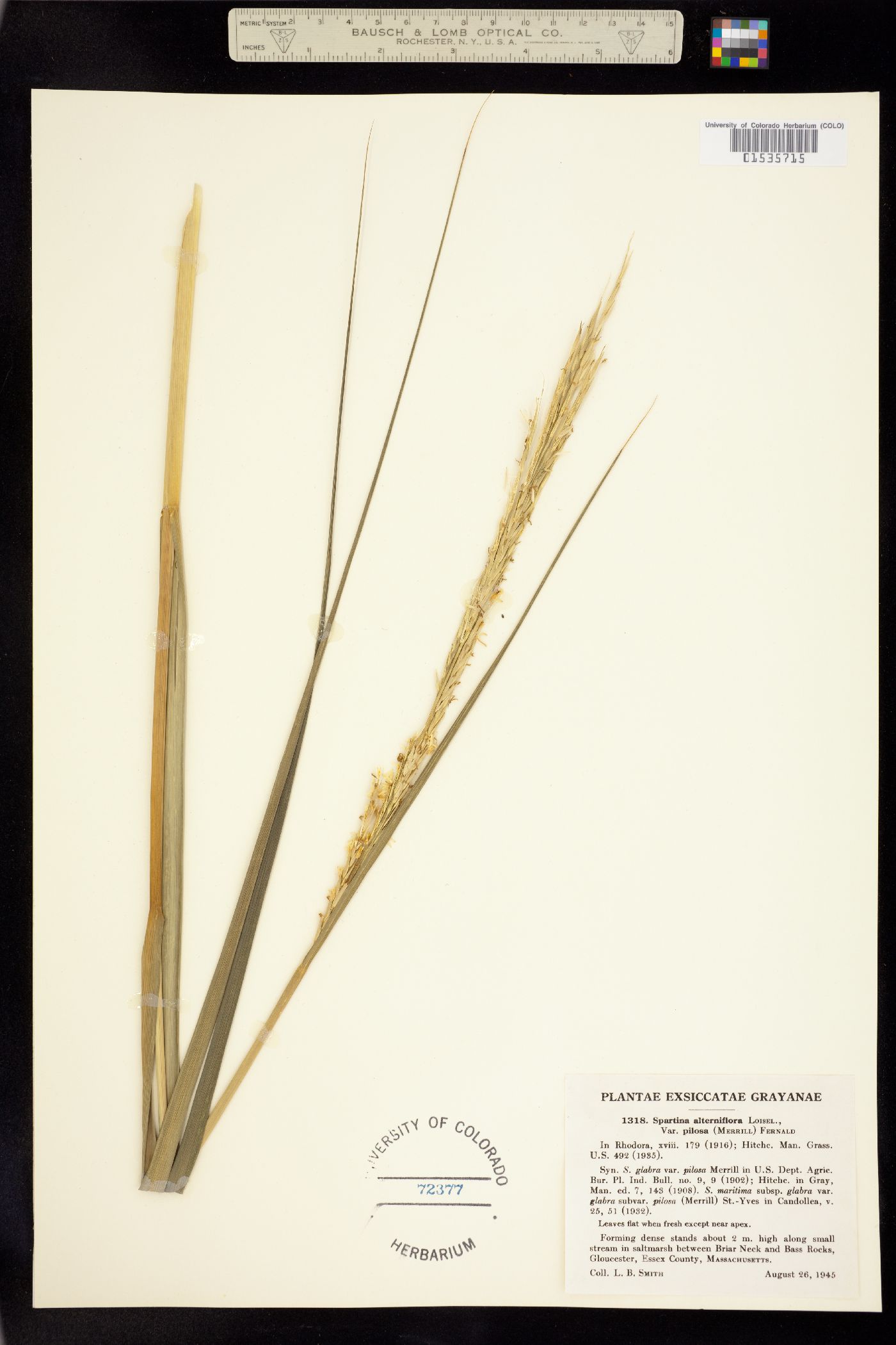 Spartina alterniflora image