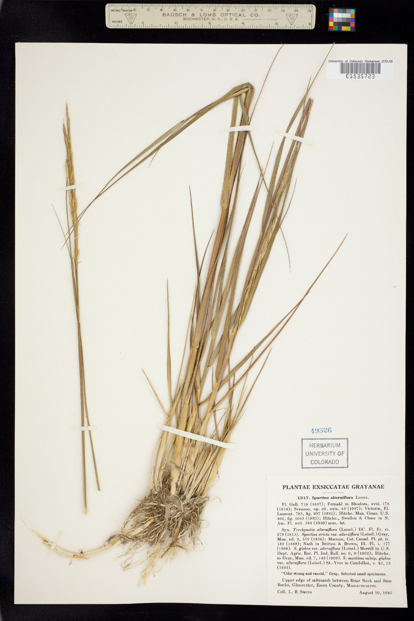 Spartina alterniflora image