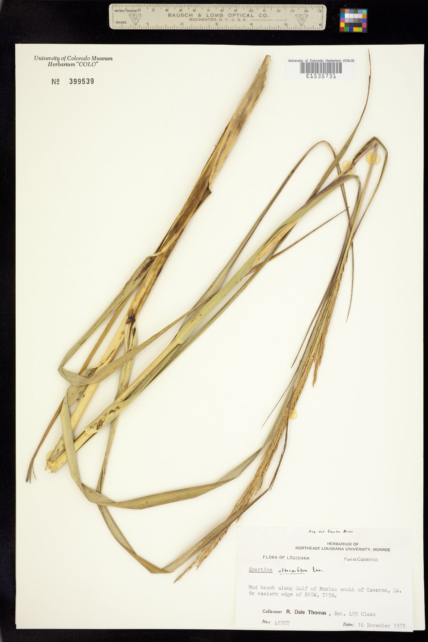 Spartina alterniflora image