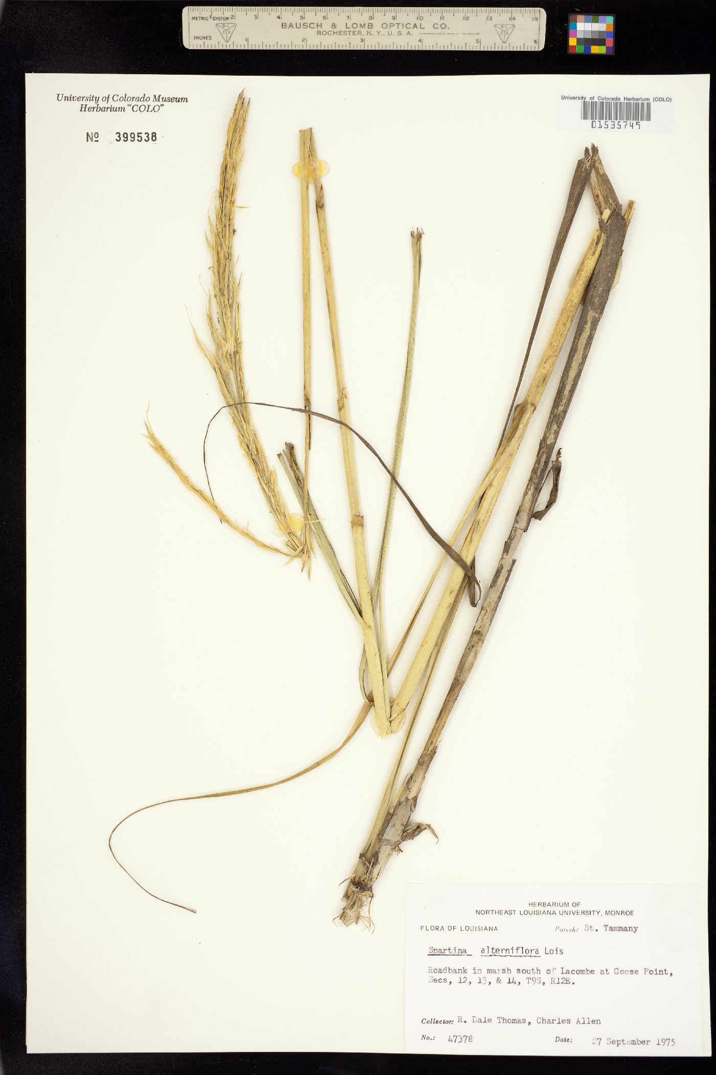 Spartina alterniflora image