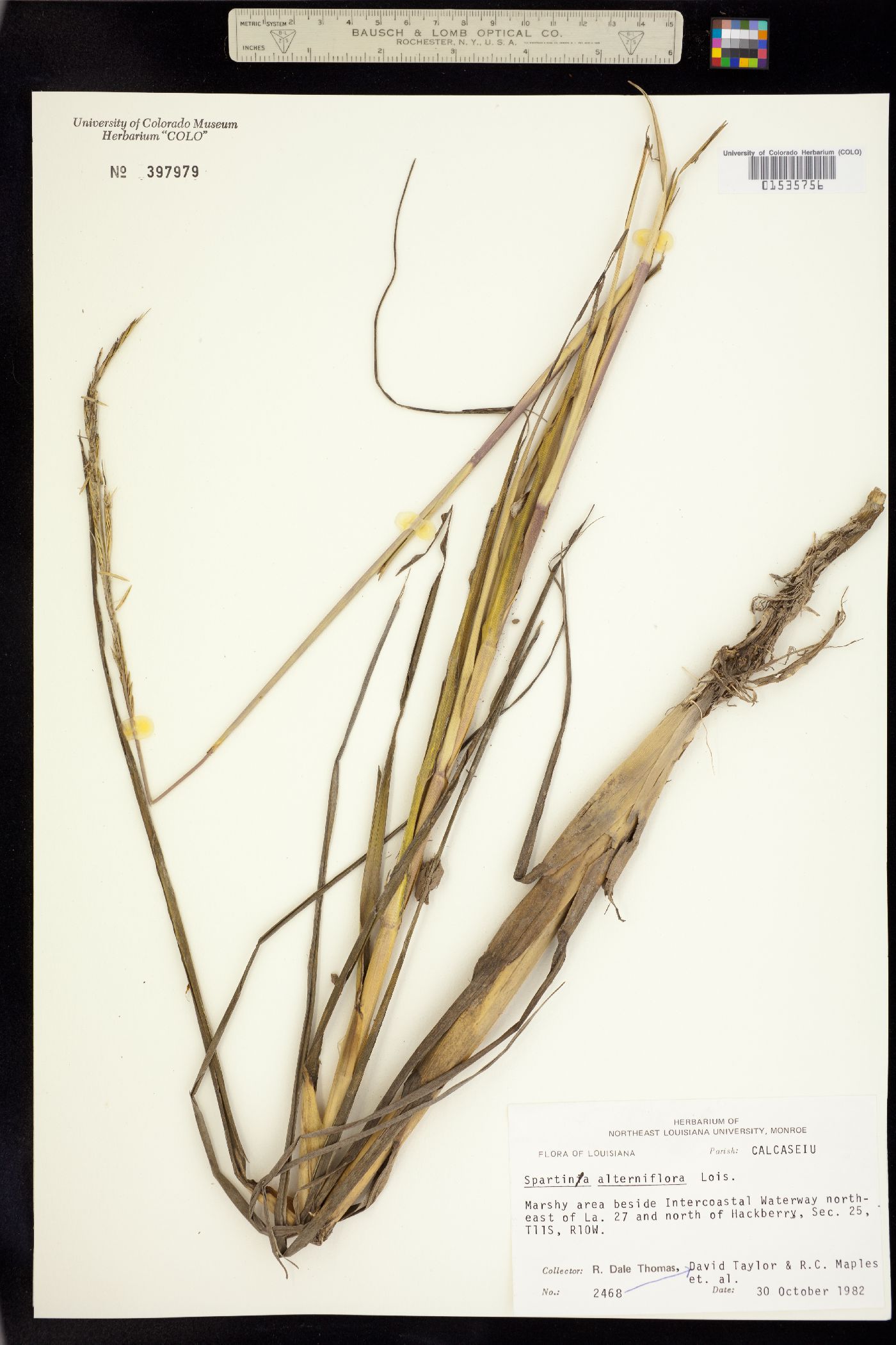 Spartina alterniflora image