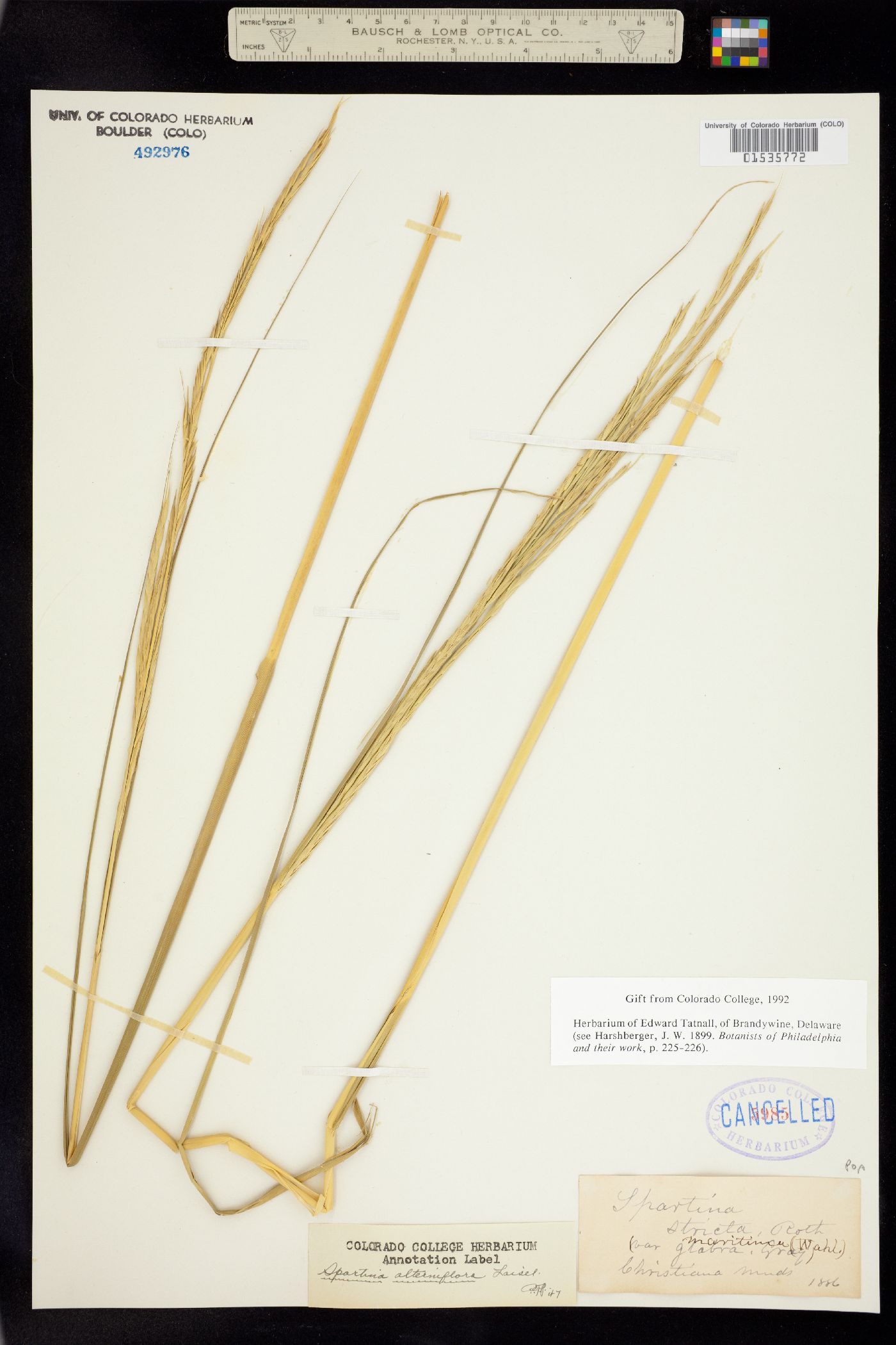 Spartina alterniflora image