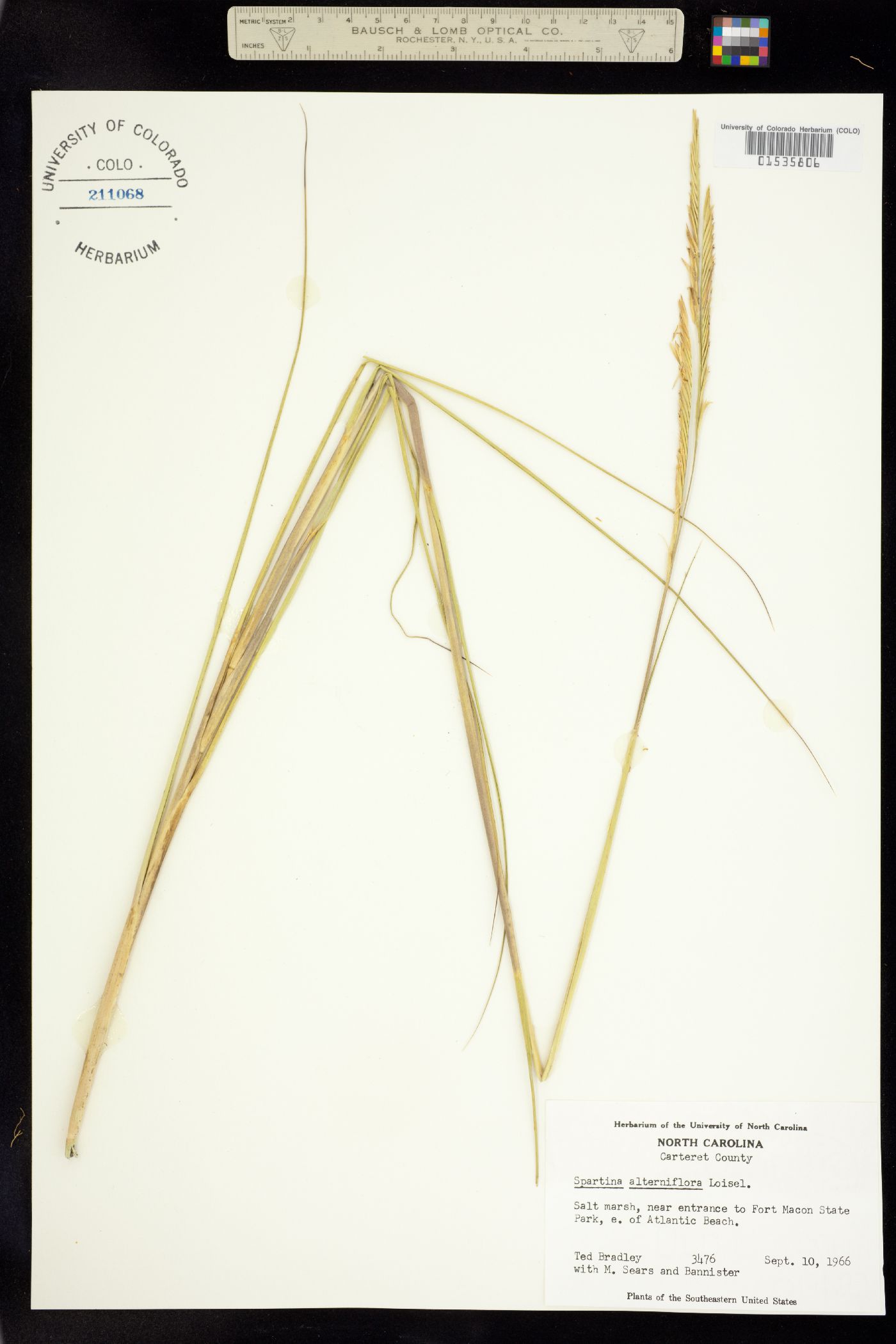 Spartina alterniflora image