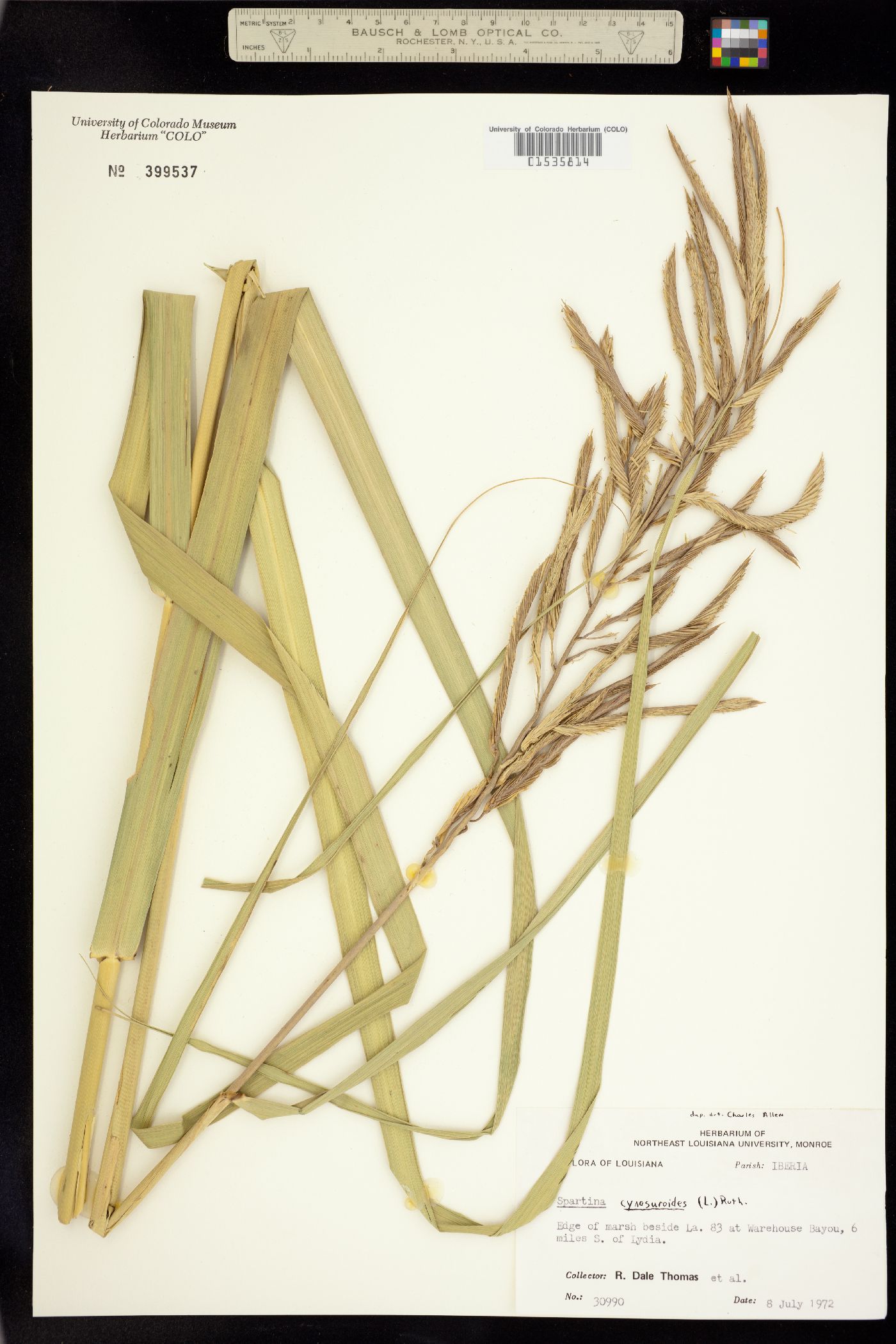 Spartina cynosuroides image