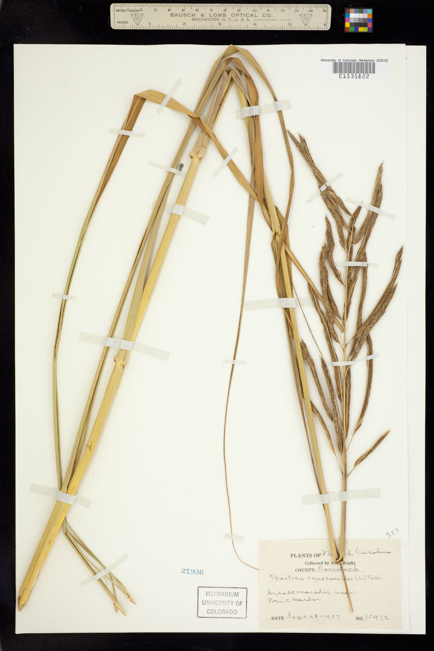 Spartina cynosuroides image