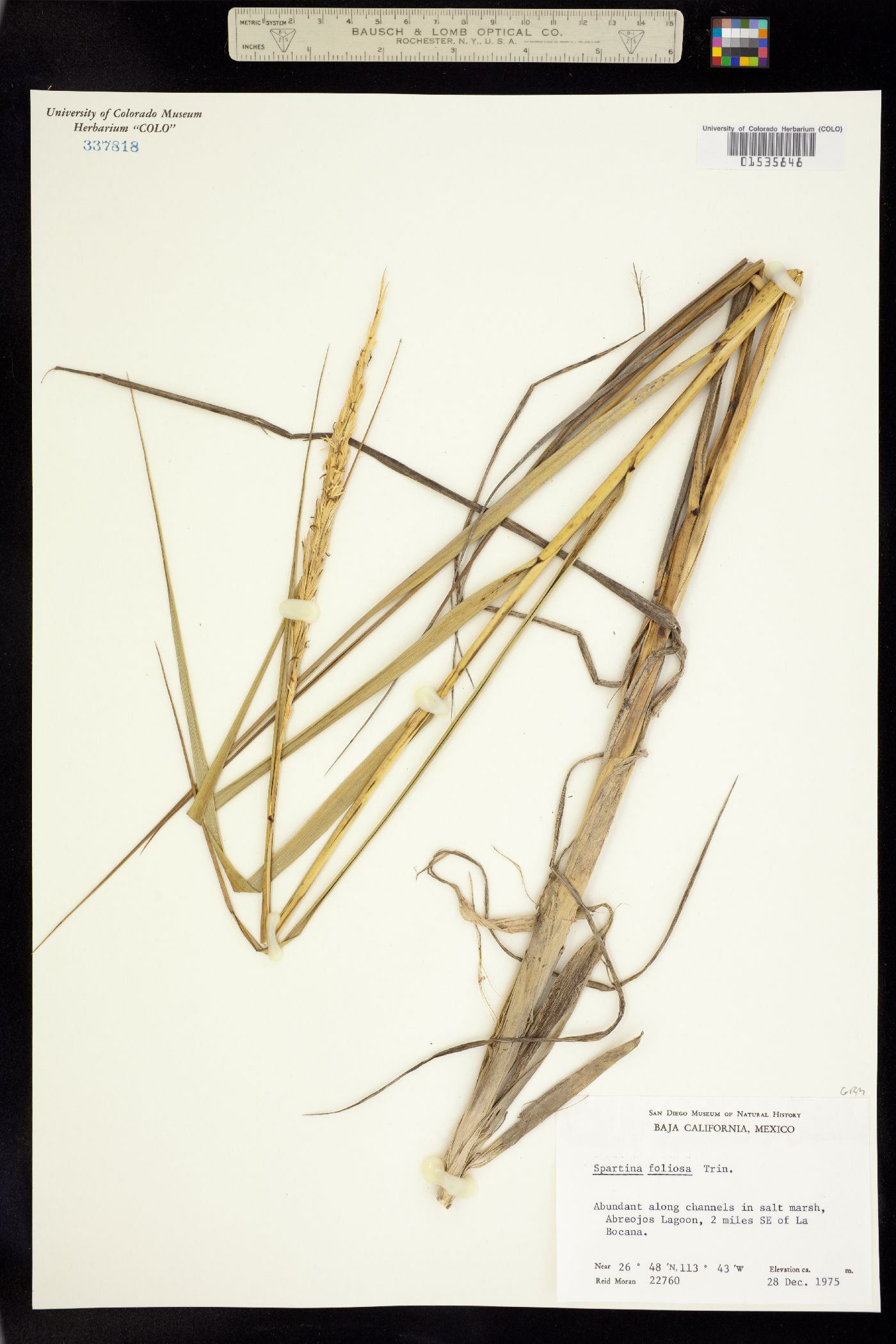 Spartina foliosa image