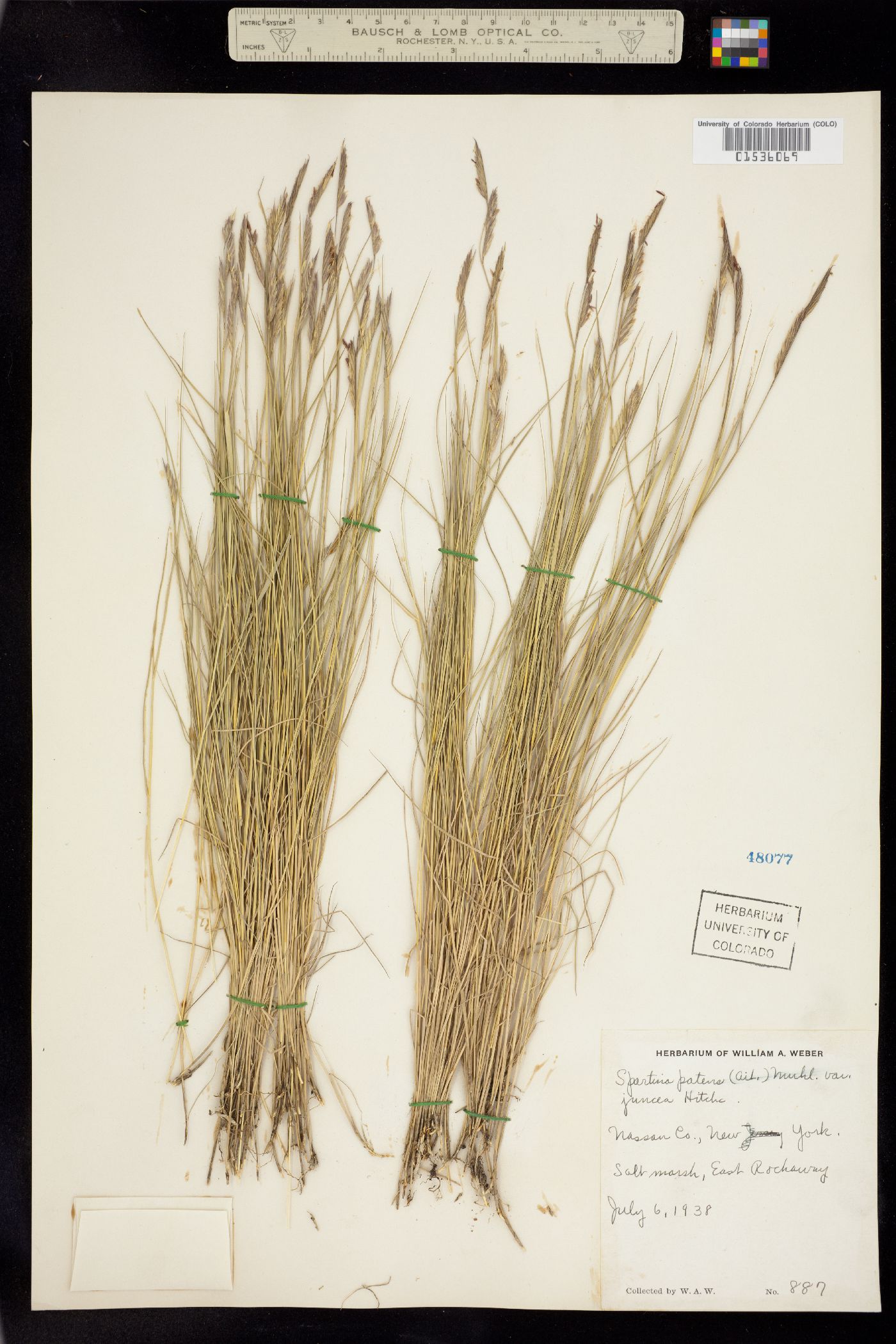 Spartina patens image