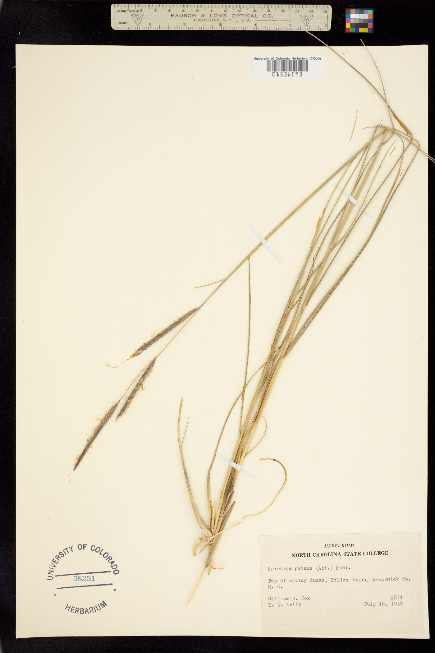 Spartina patens image