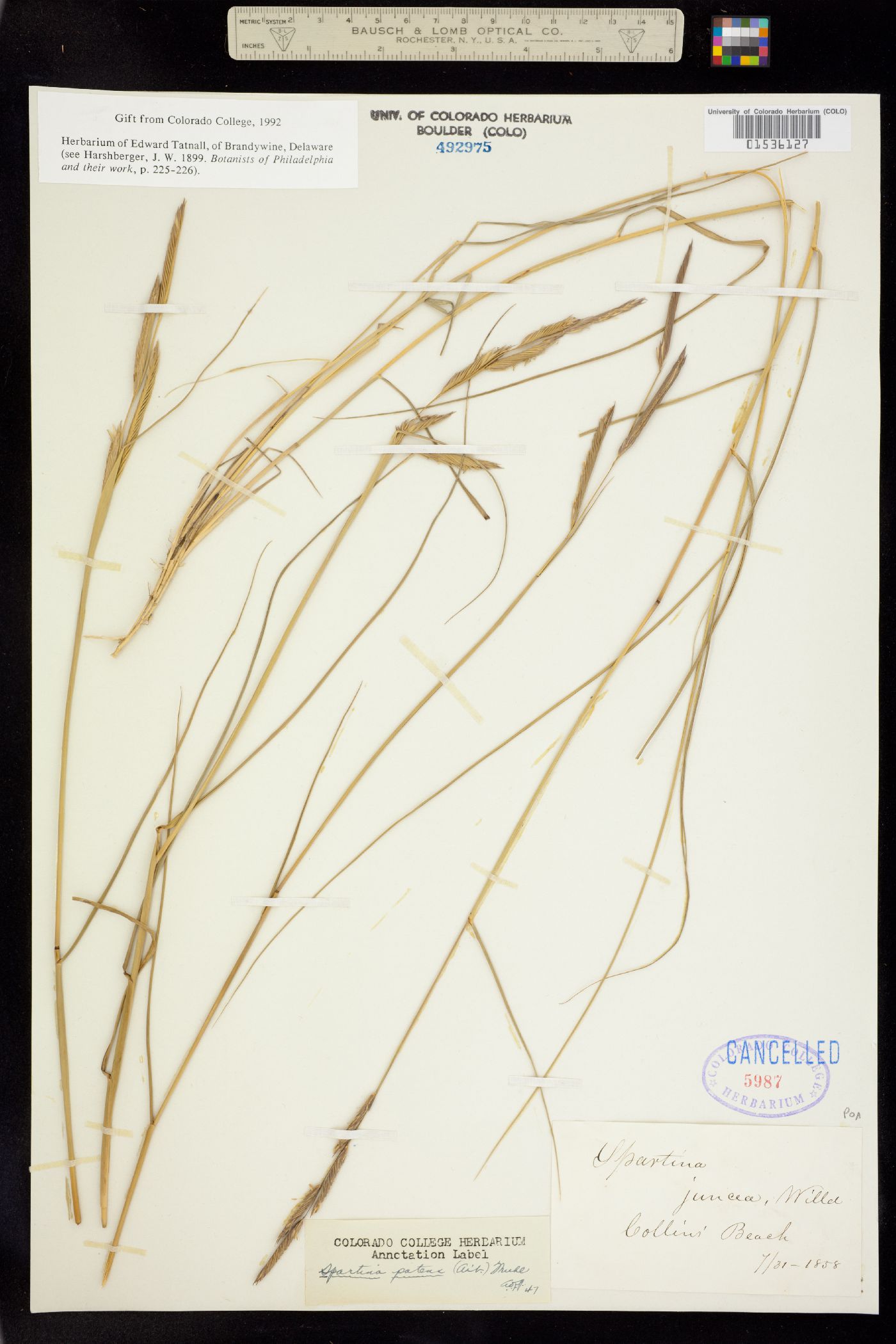 Spartina patens image