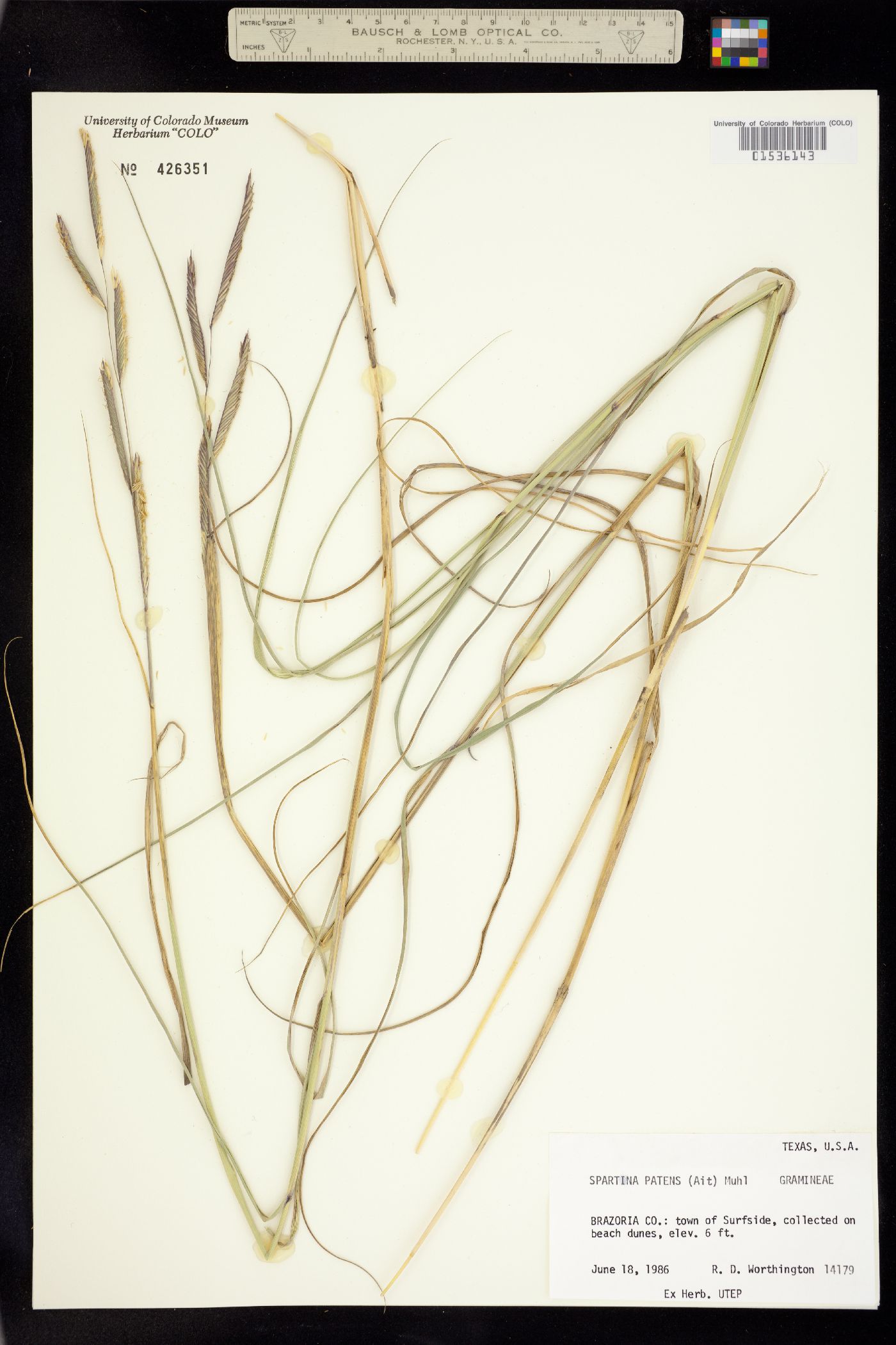 Spartina patens image