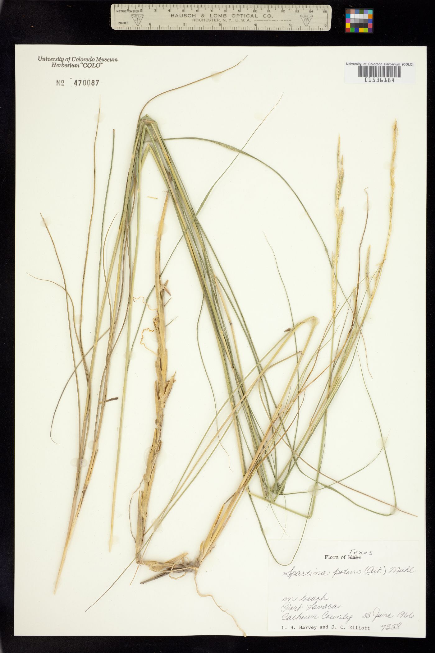 Spartina patens image