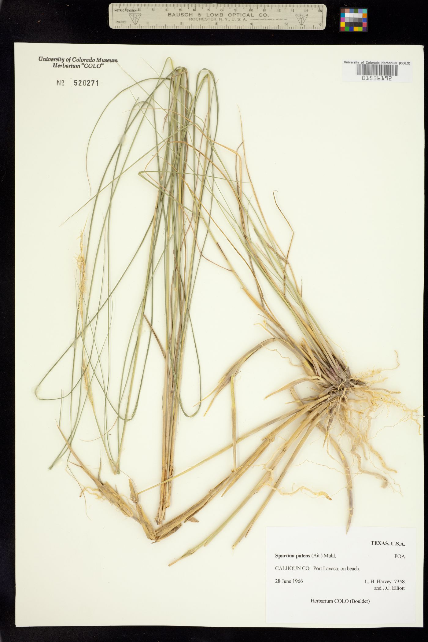 Spartina patens image