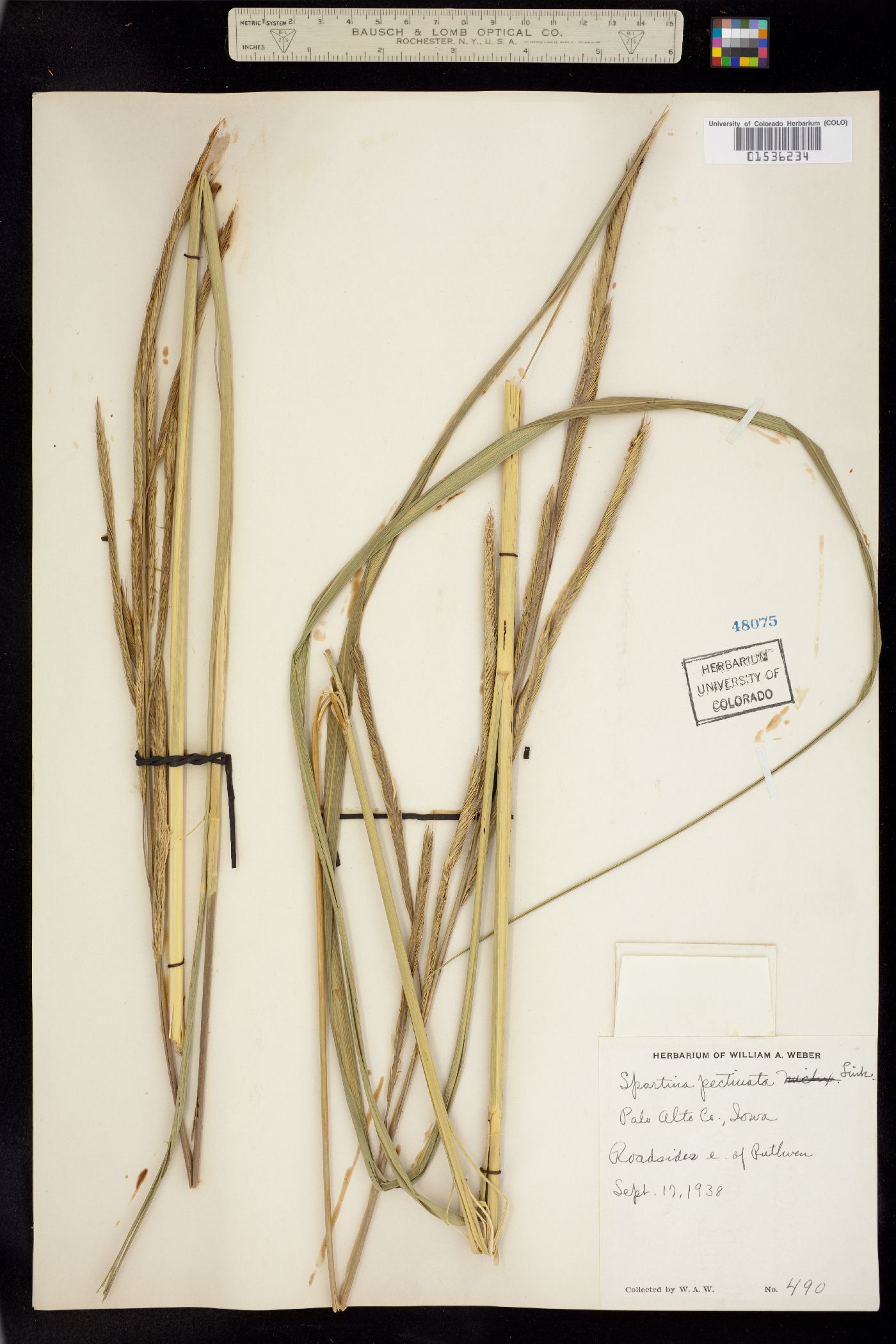 Spartina pectinata image