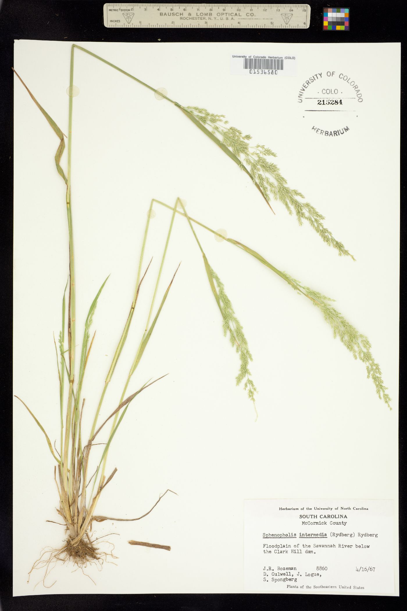 Sphenopholis obtusata image
