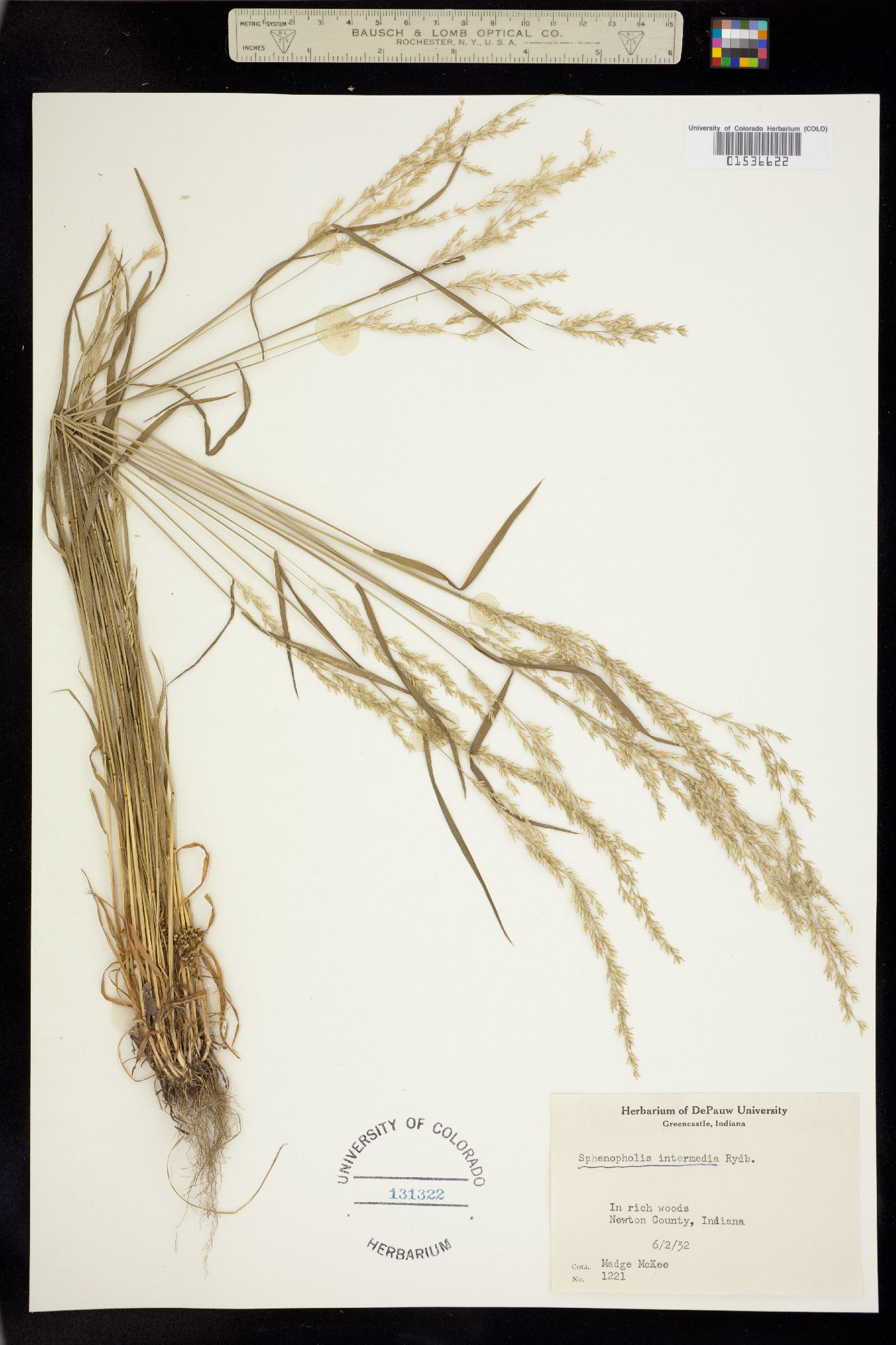 Sphenopholis image
