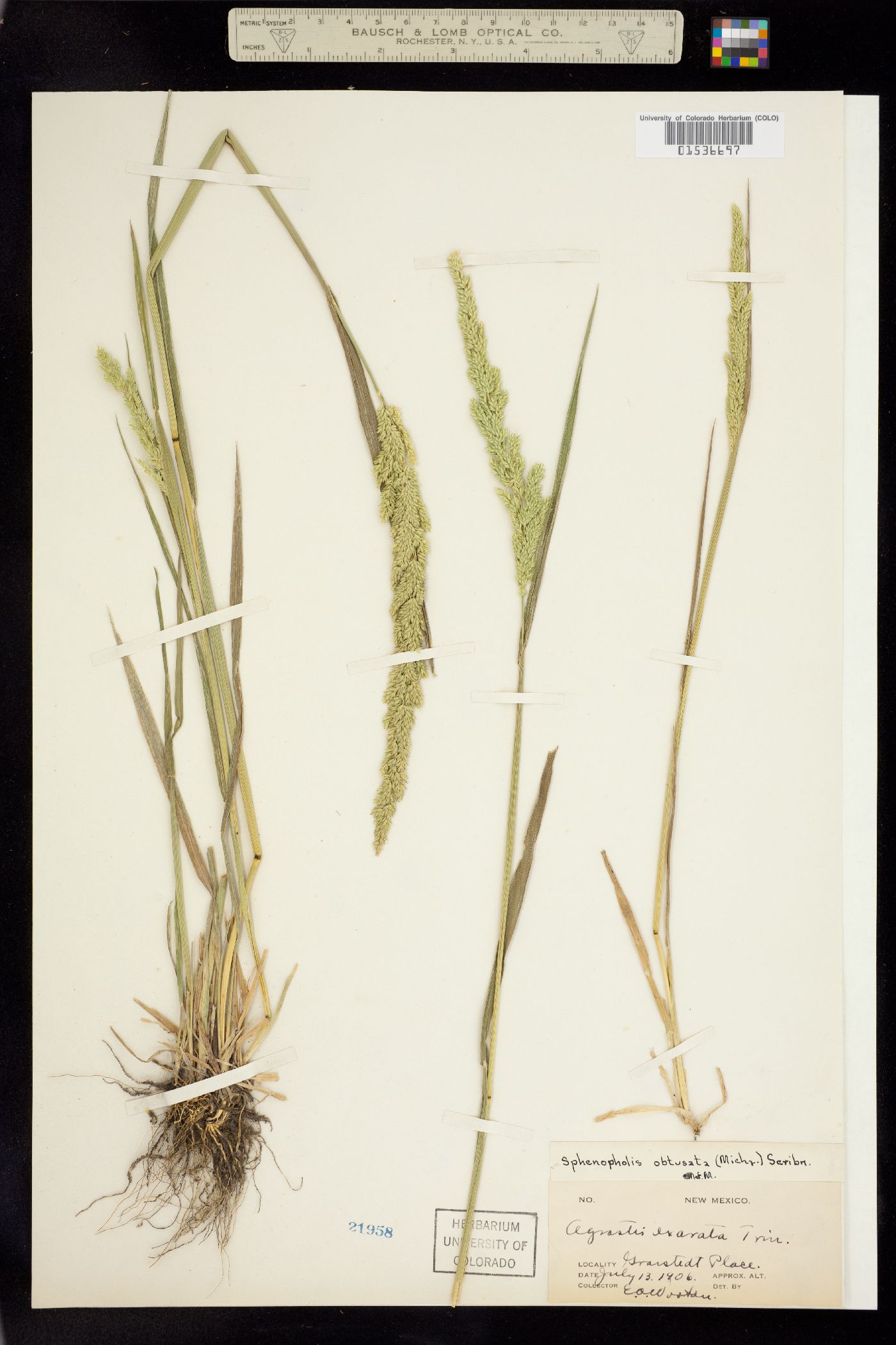 Sphenopholis obtusata image