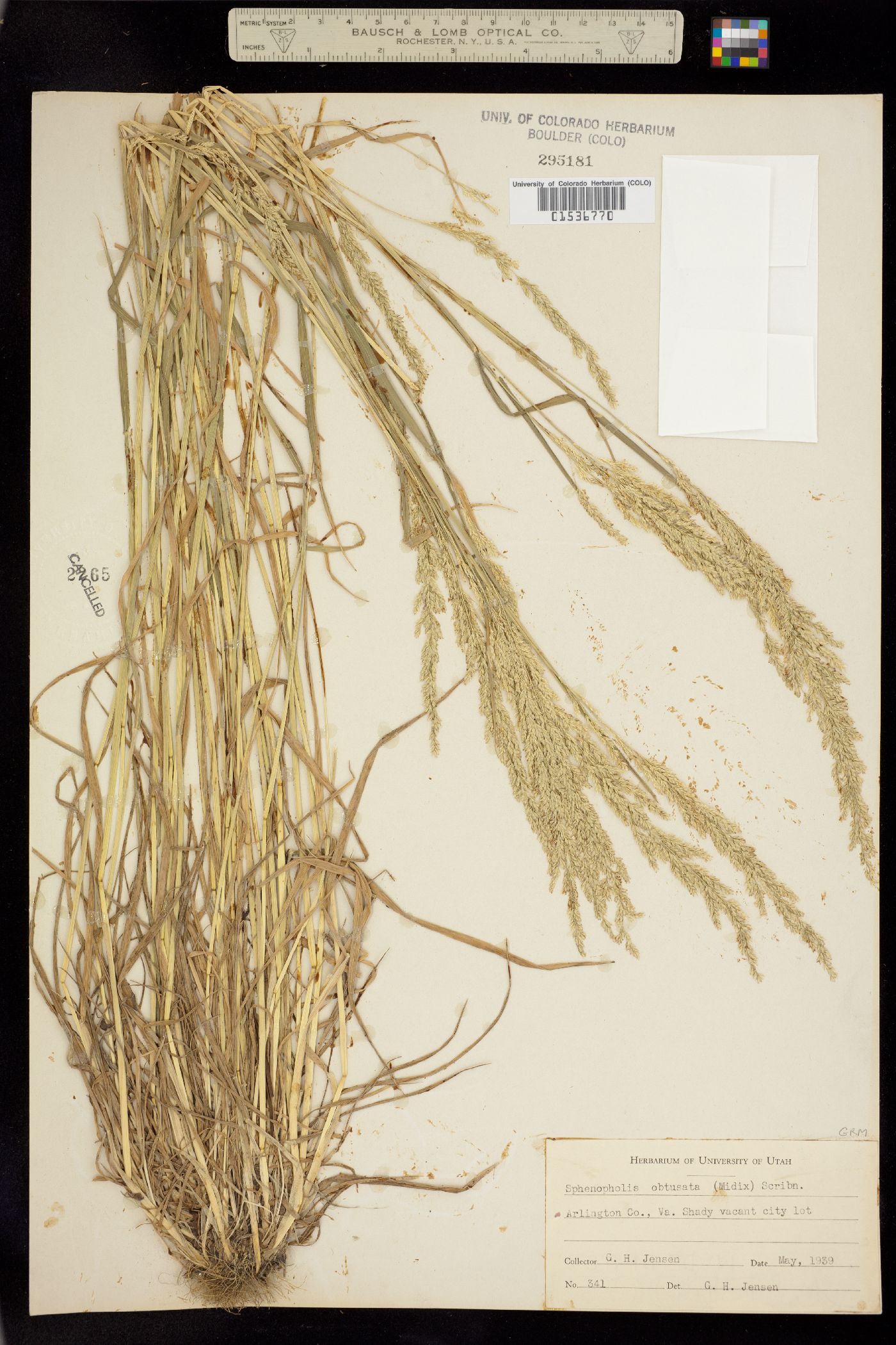 Sphenopholis obtusata image