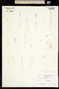 Image of Sphenopholis intermedia