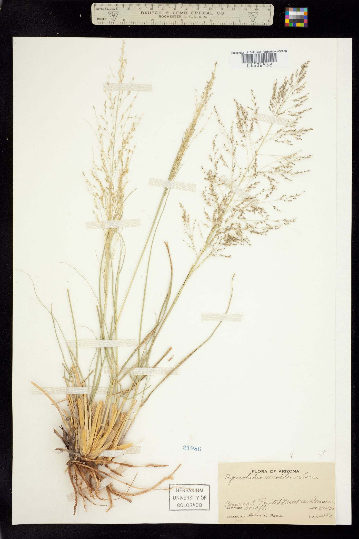 Sporobolus airoides image