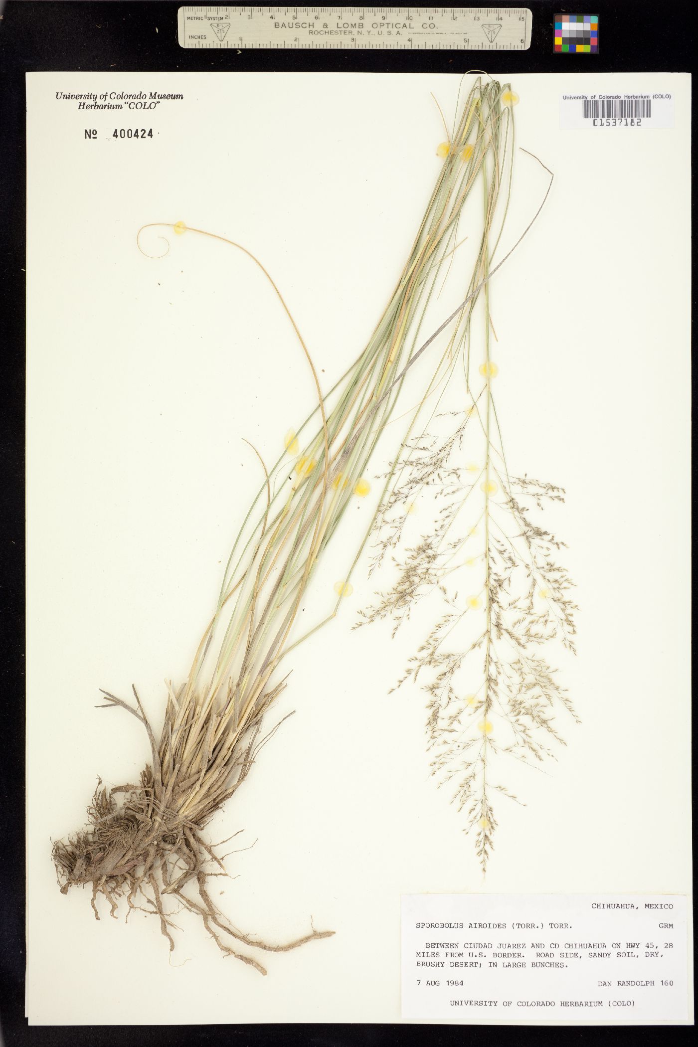 Sporobolus image