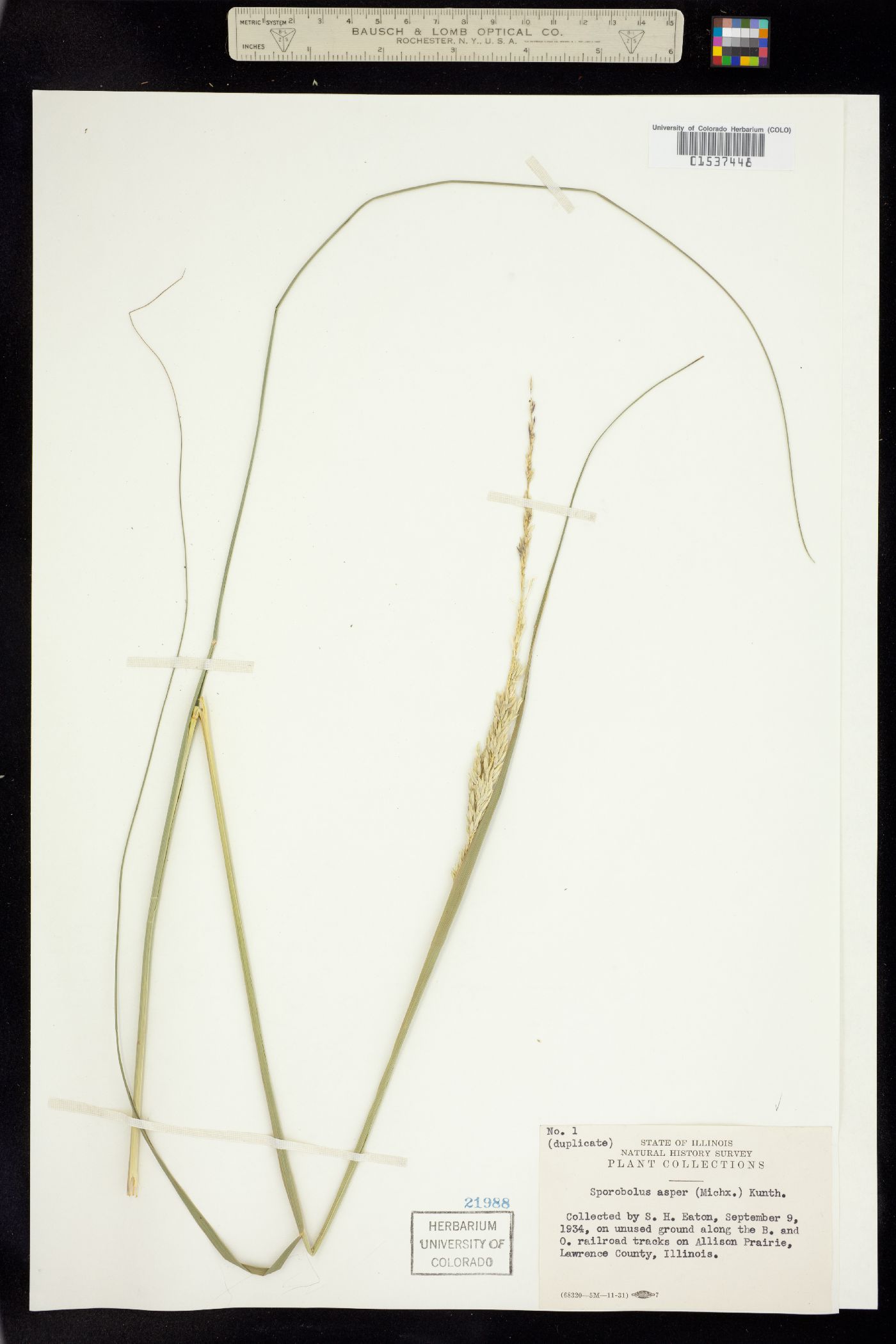 Sporobolus image