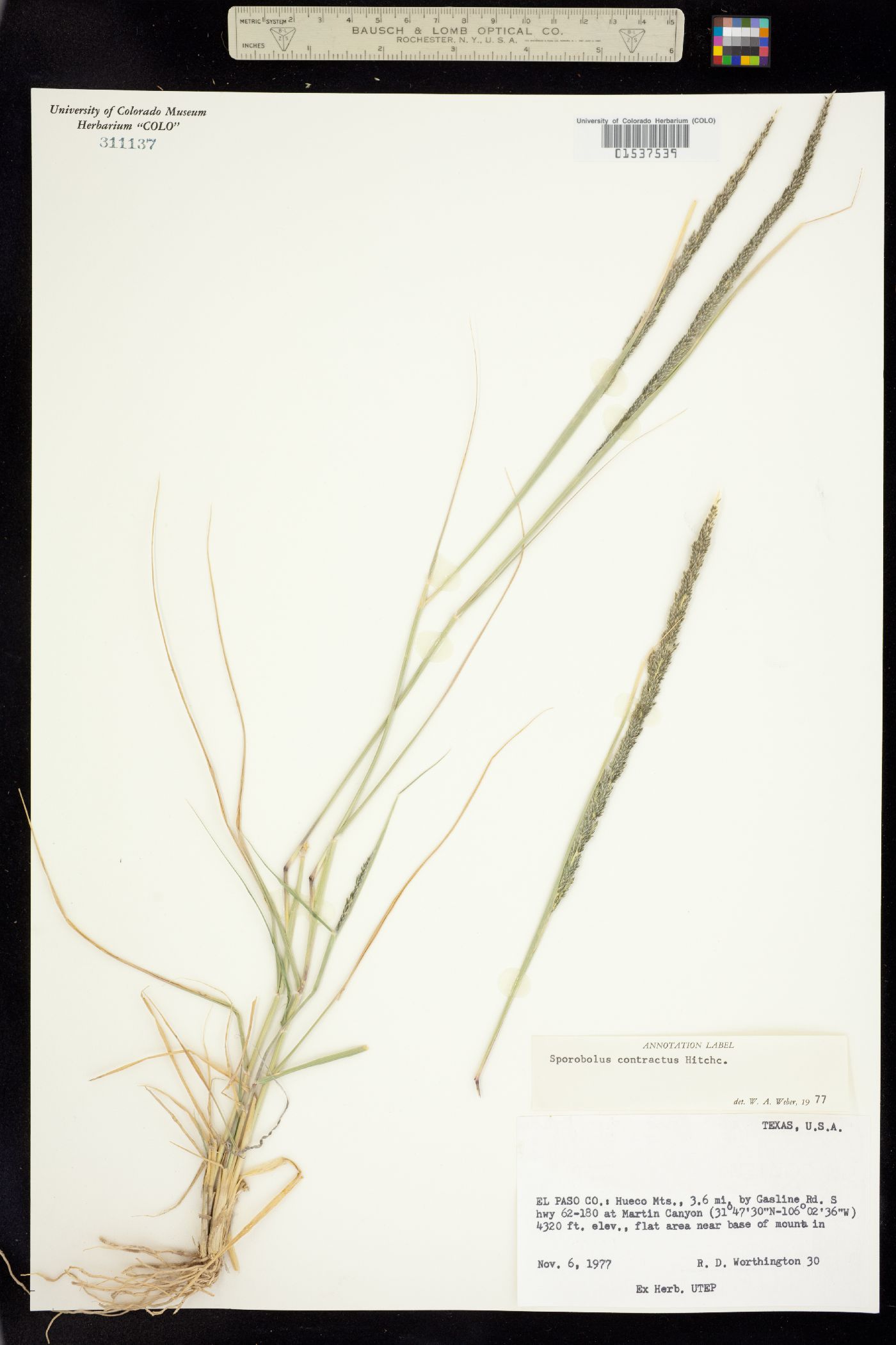Sporobolus contractus image