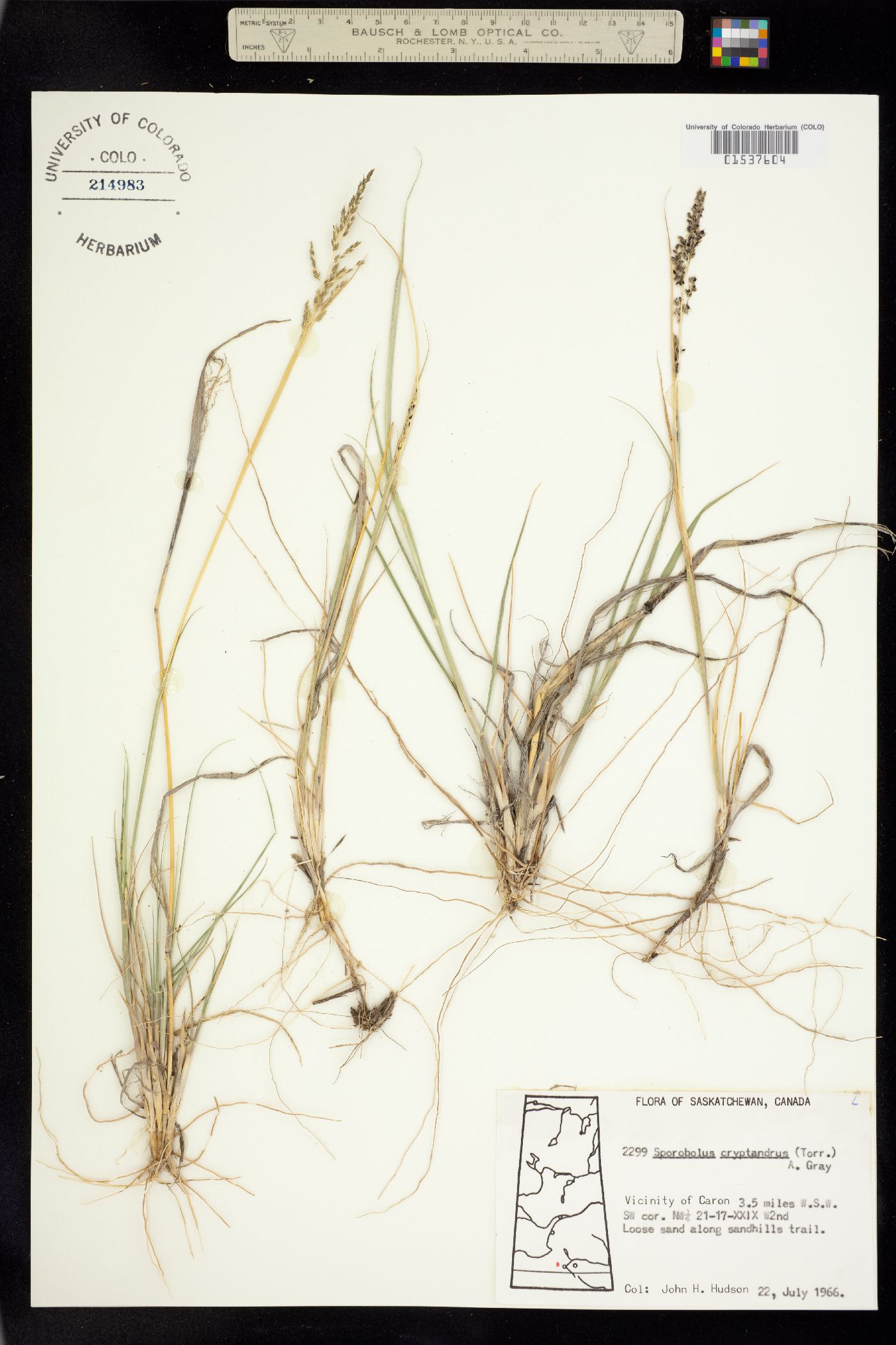 Sporobolus cryptandrus image