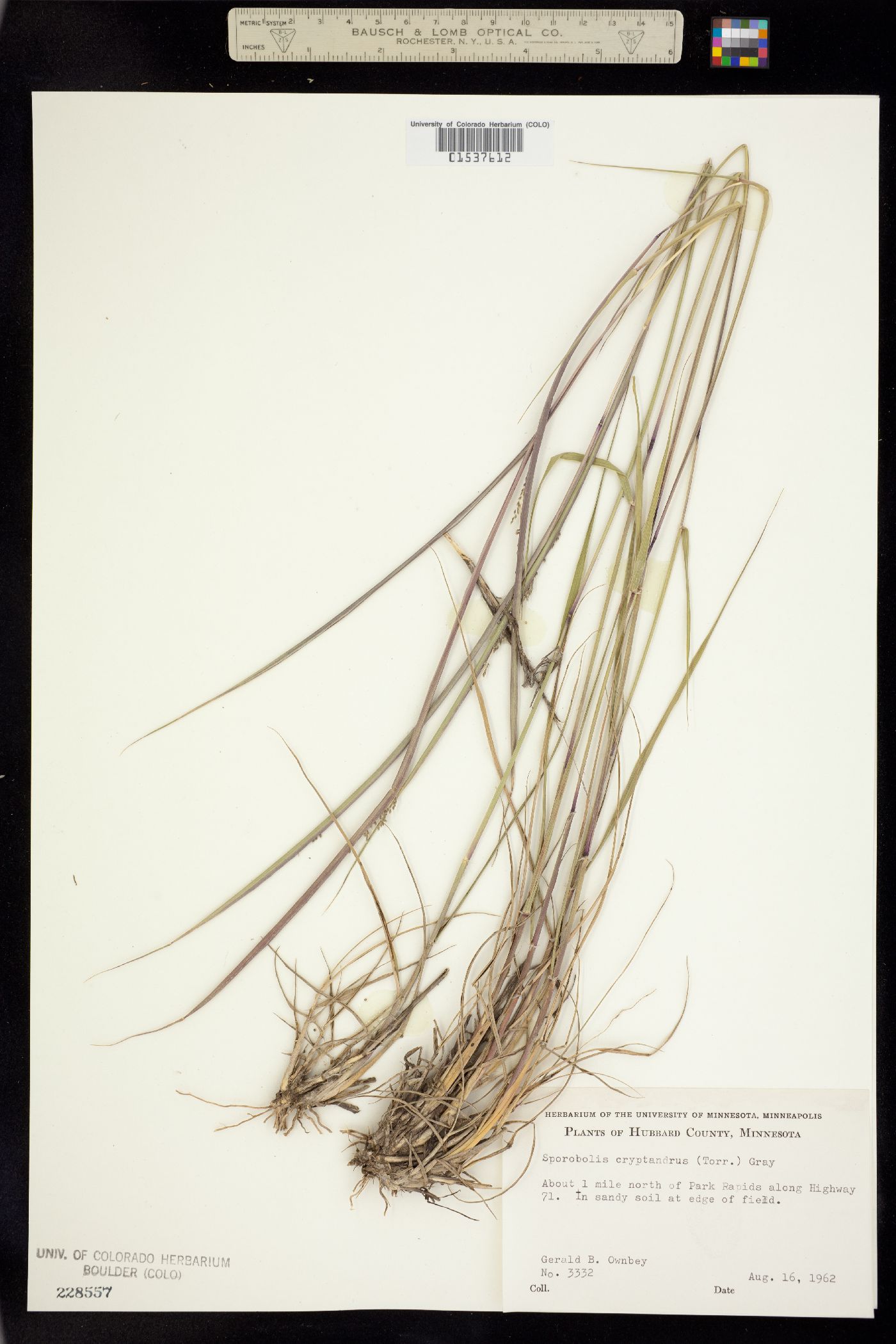 Sporobolus cryptandrus image
